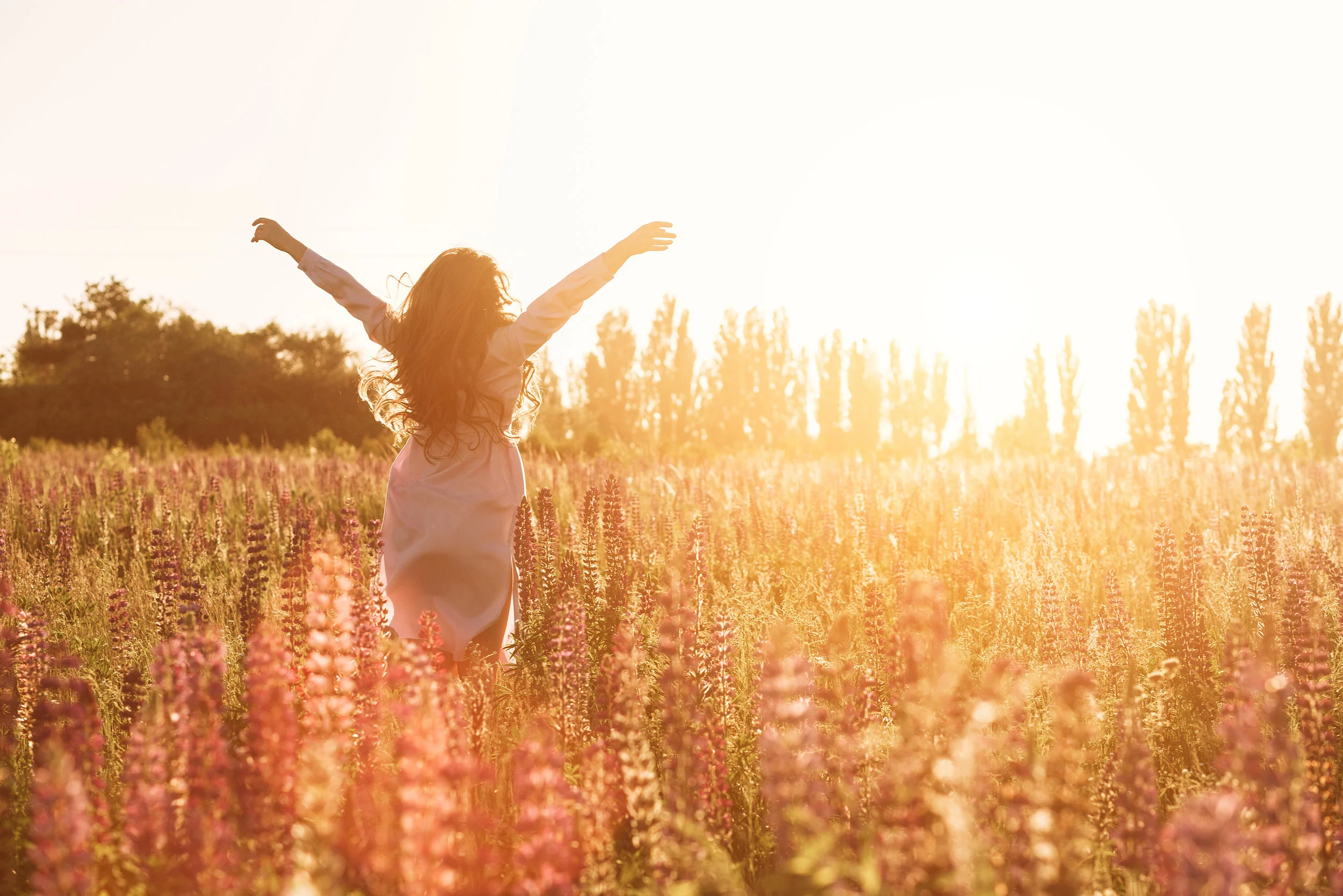 Summer meadow.jpg