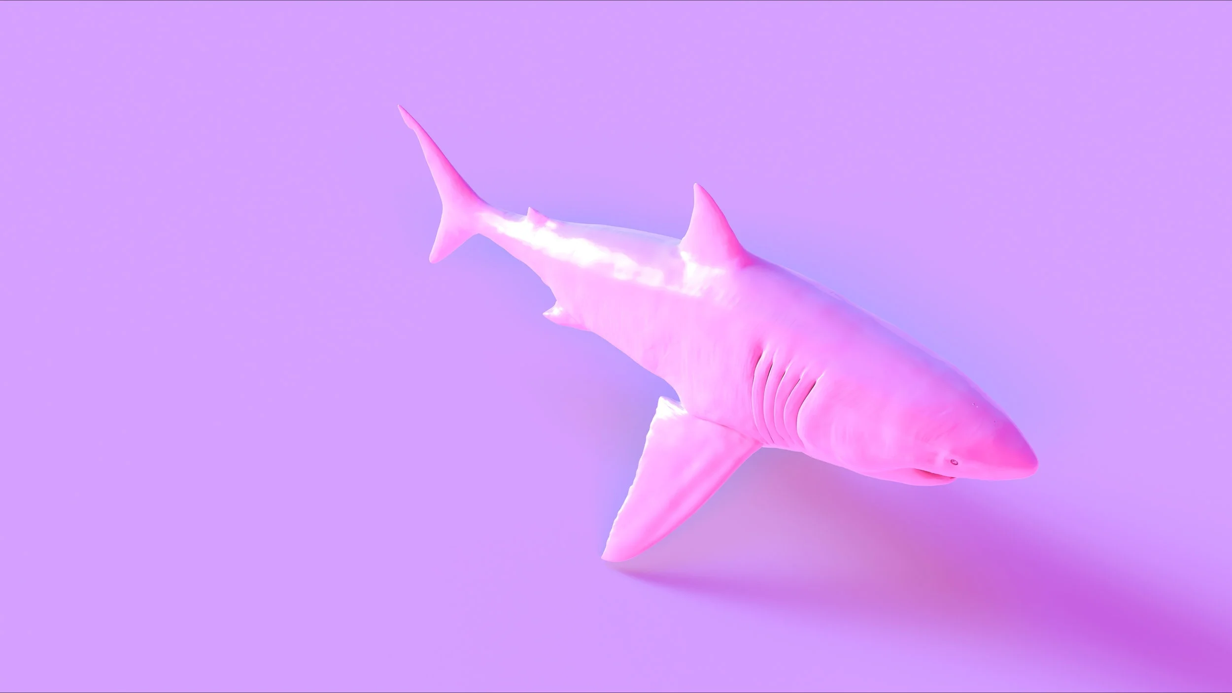 Shark.jpg