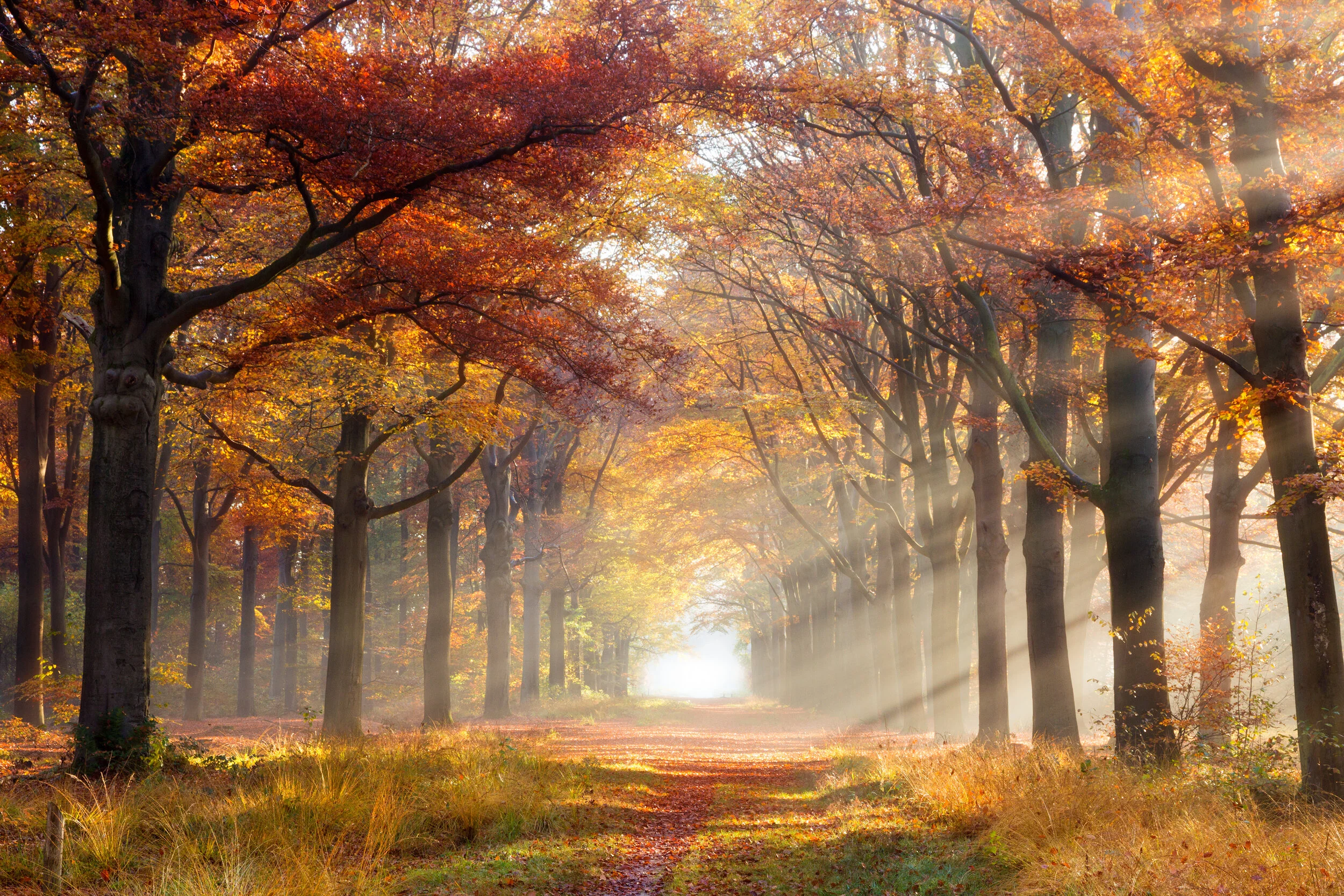 Autumn in all it’s showeyoffeyness