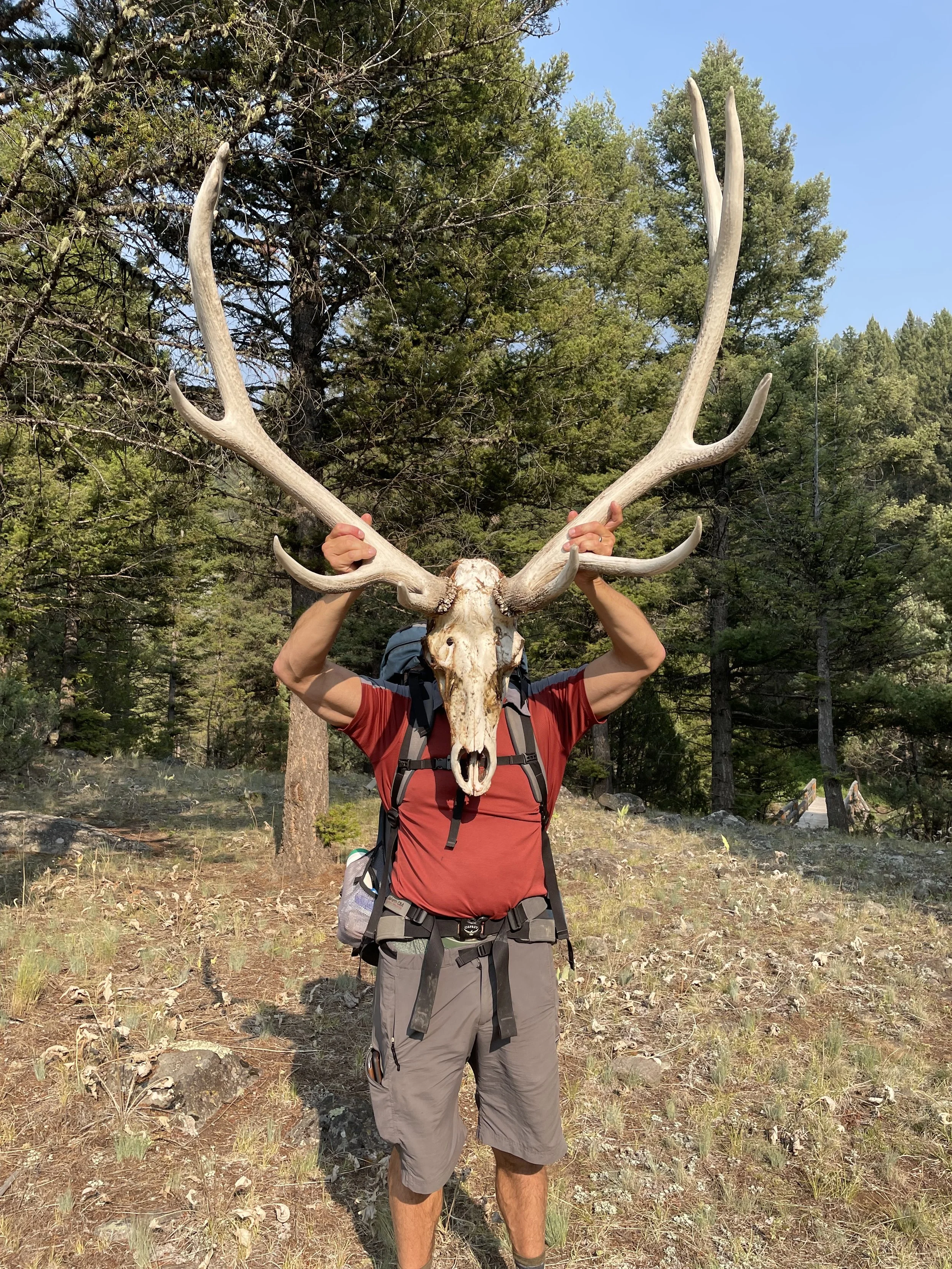 backpacker finding animal sheds while hiking in yellowstone