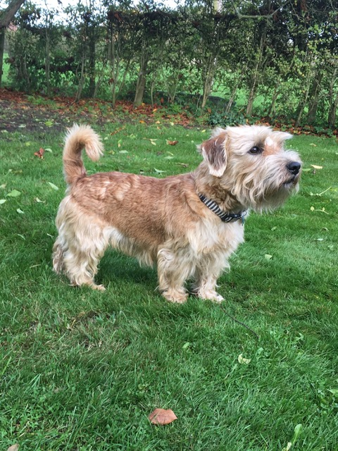 are sporting lucas terrier hypoallergenic