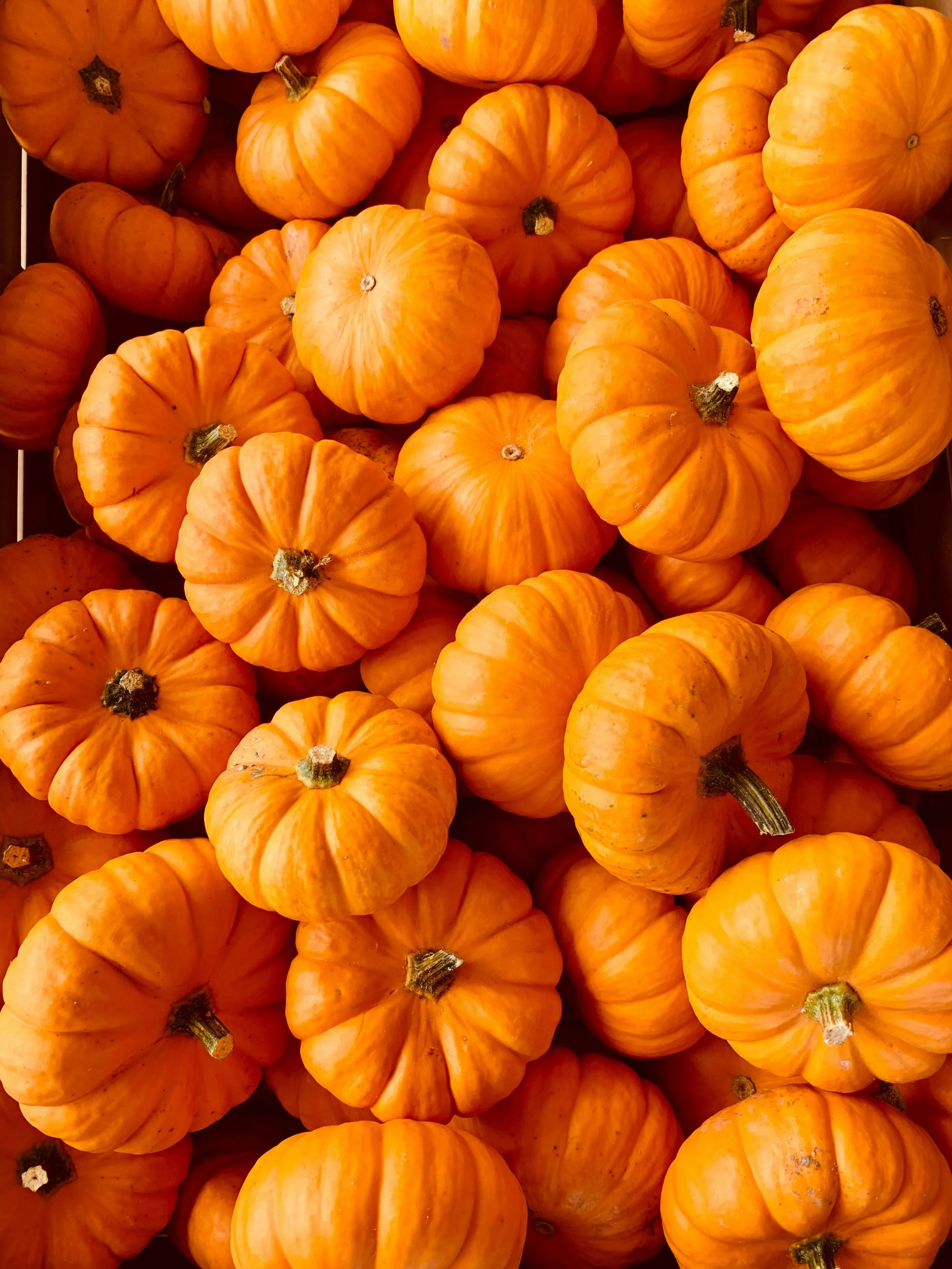 A Taste of Fall