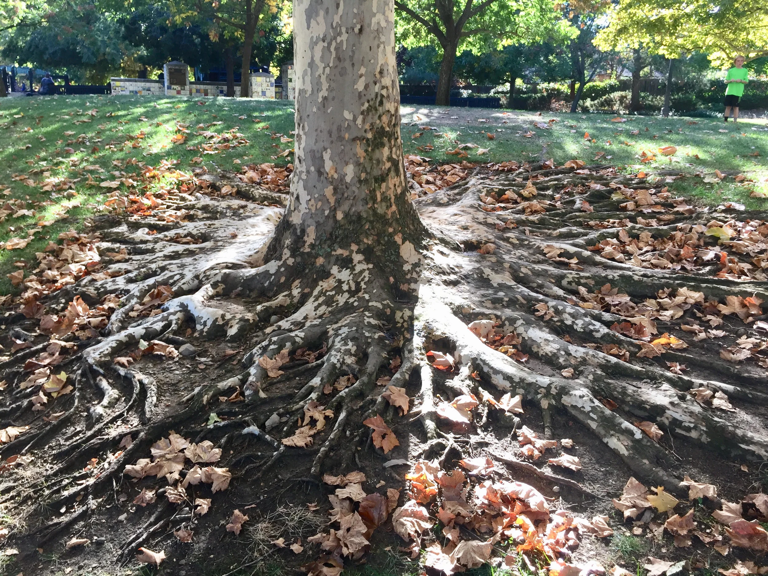 The Importance of a Plant's Root System