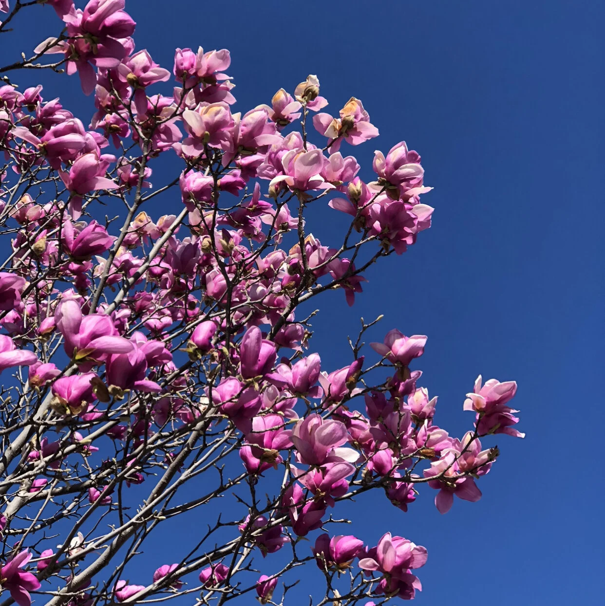 Spring is Here!