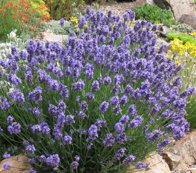 Super Blue Lavender - A Great Drought Tolerant & Low Maintenance Plant for the El Dorado Hills Area