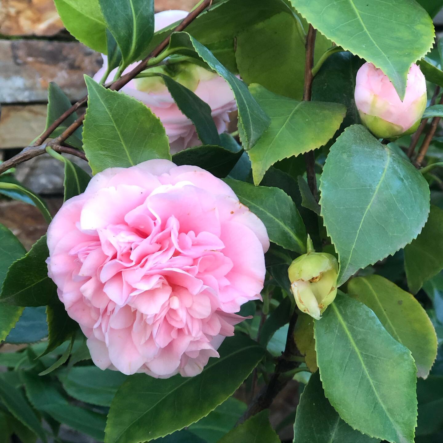 Camellia&rsquo;s popping right now!
