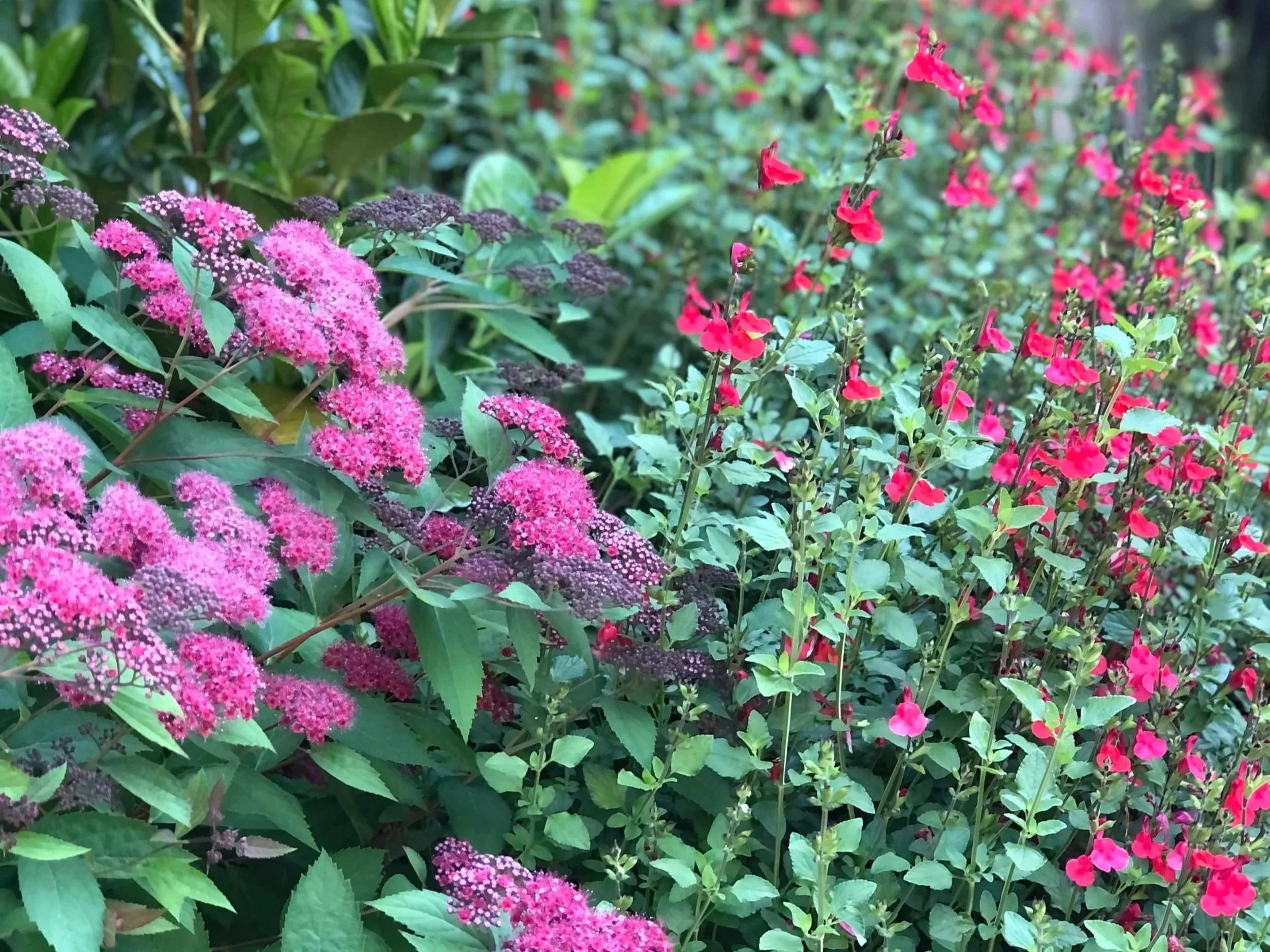 Same Day Garden Design