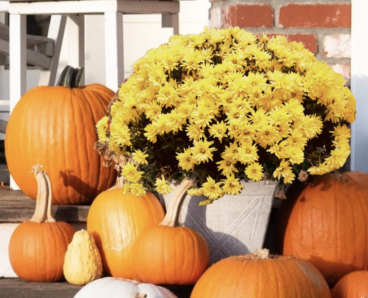 Add-On Mums (One Pot) (*Must have accessible irrigation*)