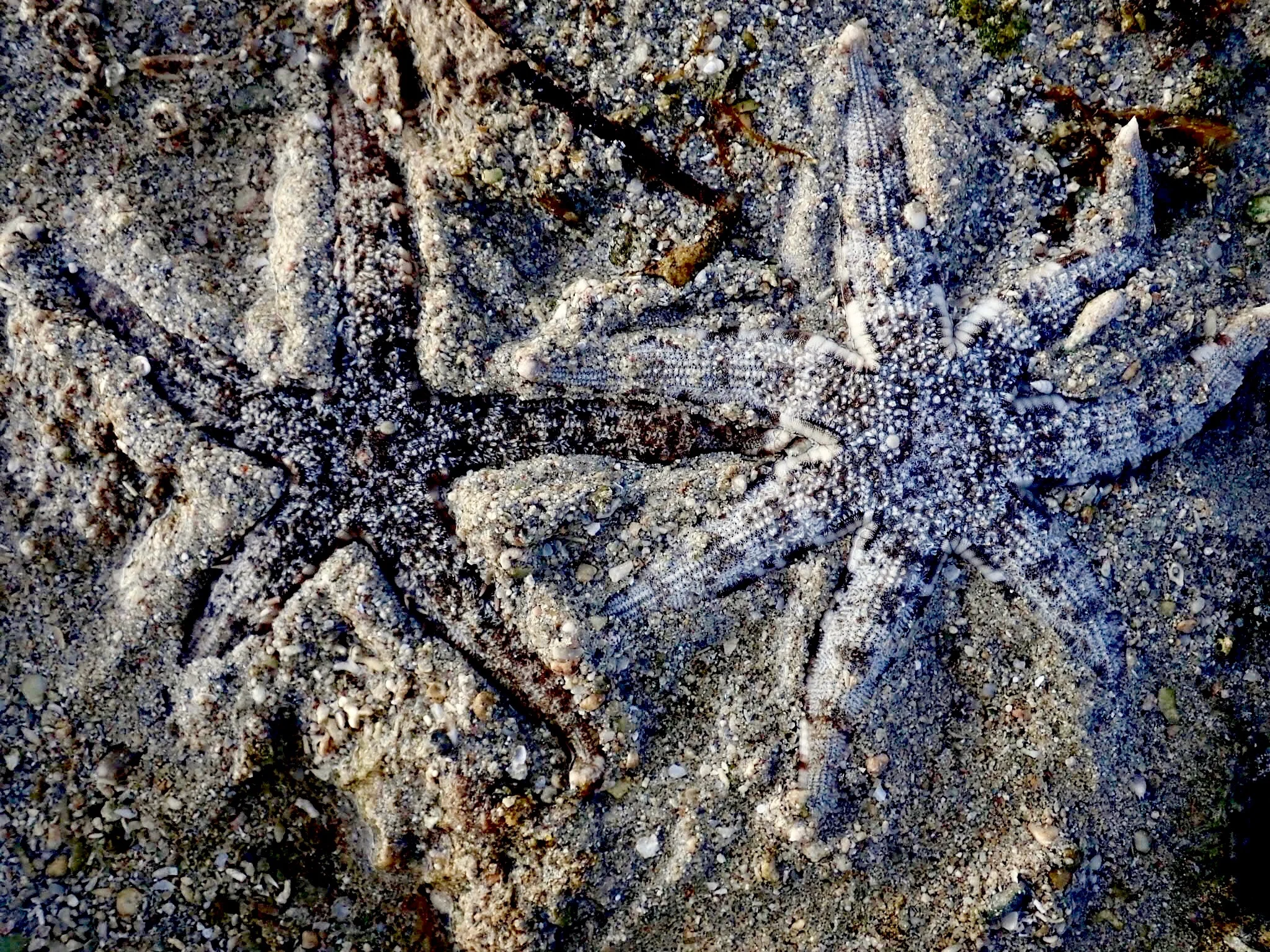 High Res Sea Stars.jpg