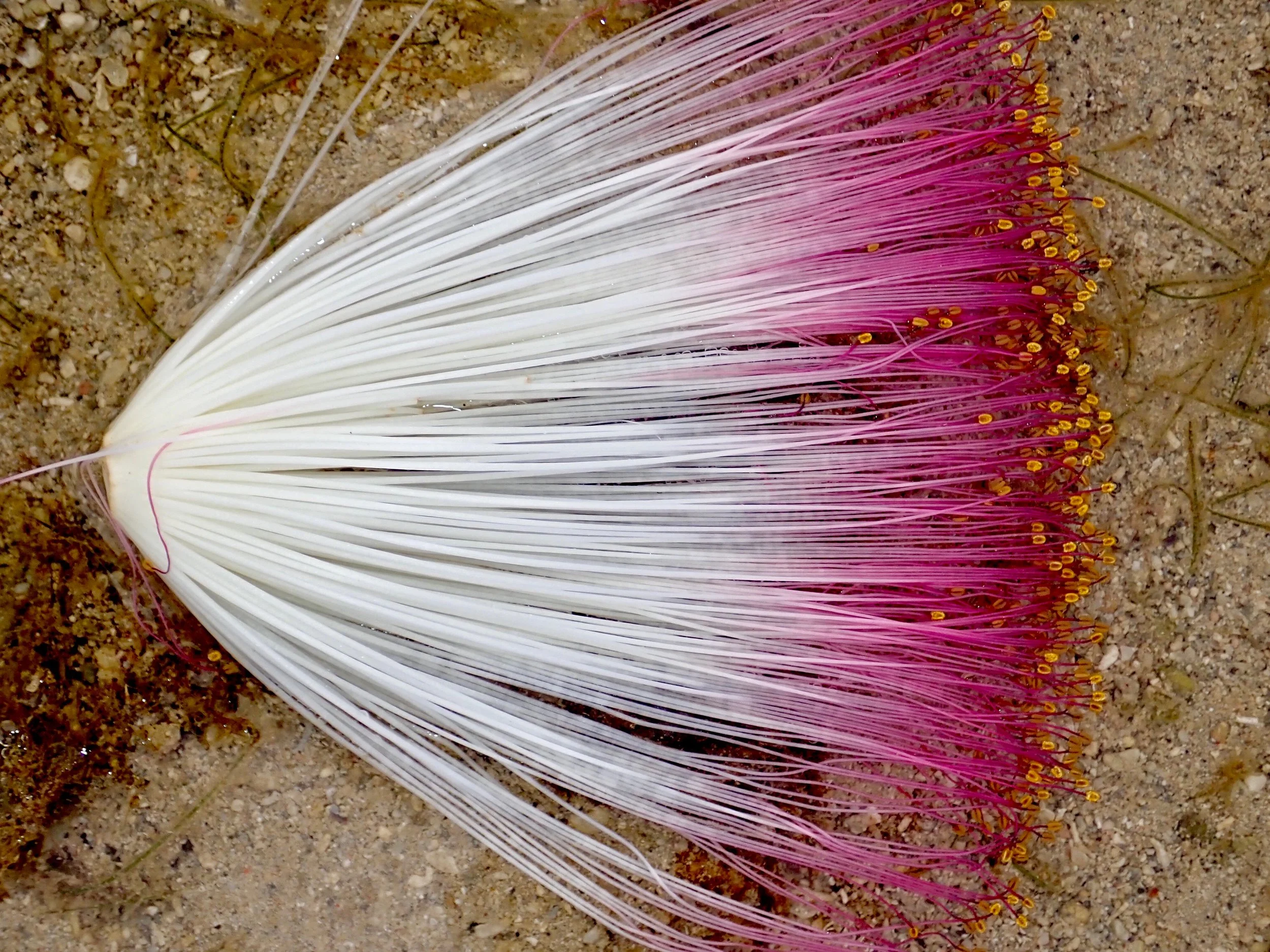 High Res Se Poison.jpg