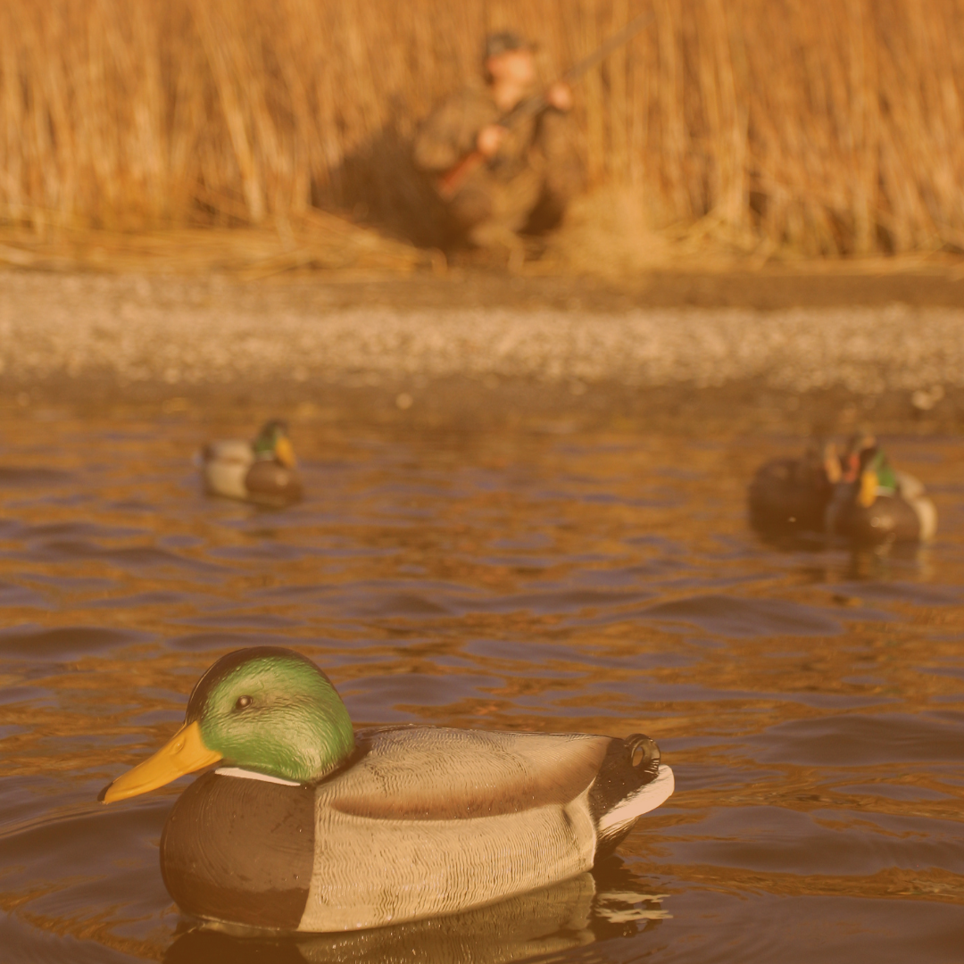 It’s Early Duck Hunting Season in NC!