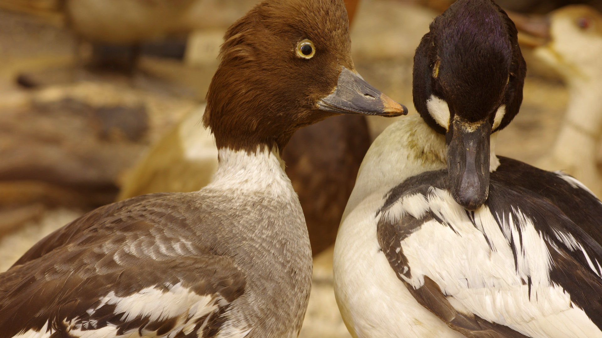 Taxidermy in the Elements