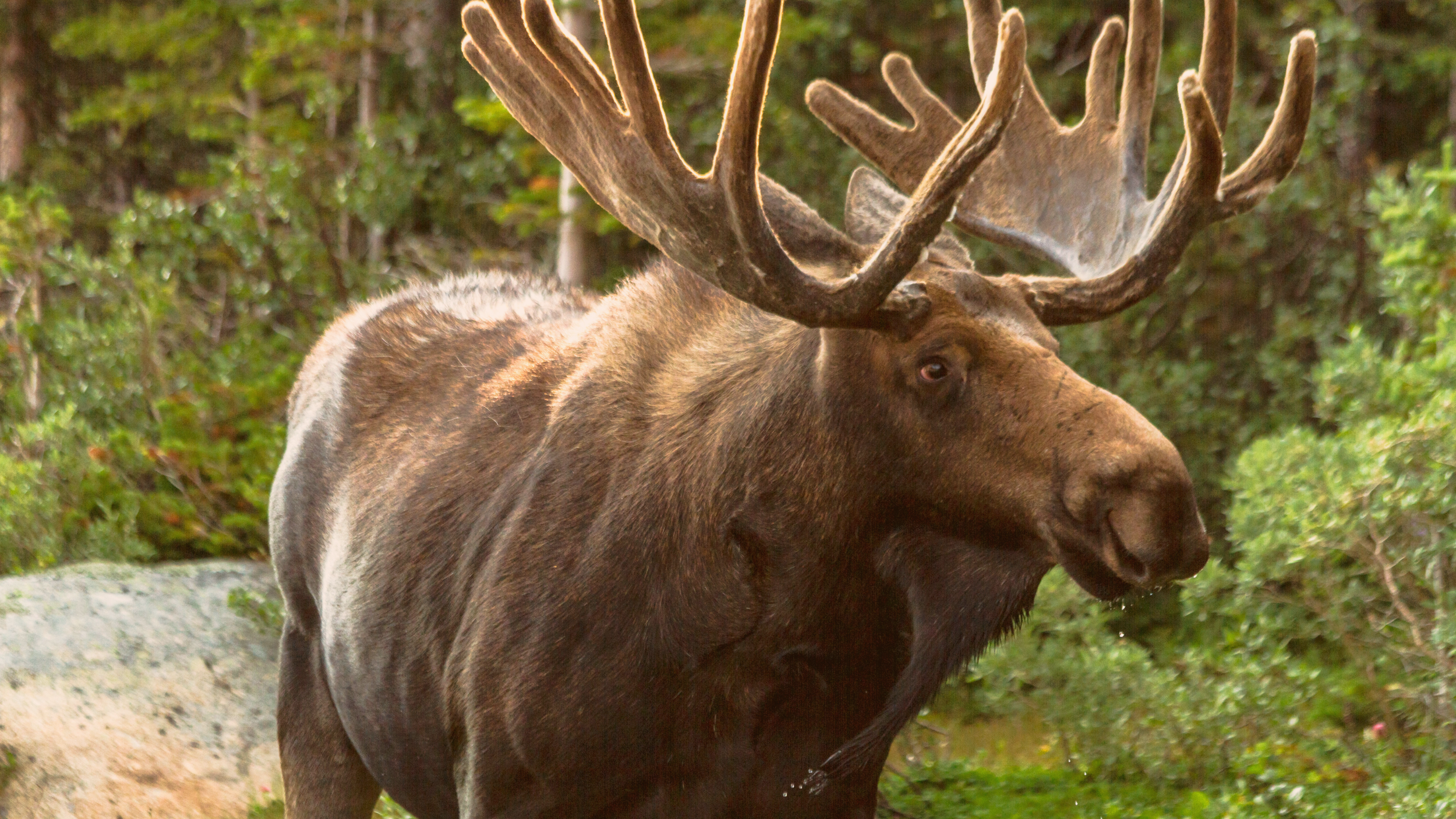 December: The Top 5 Most Popular Taxidermy Animals
