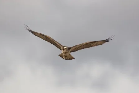 In Flight