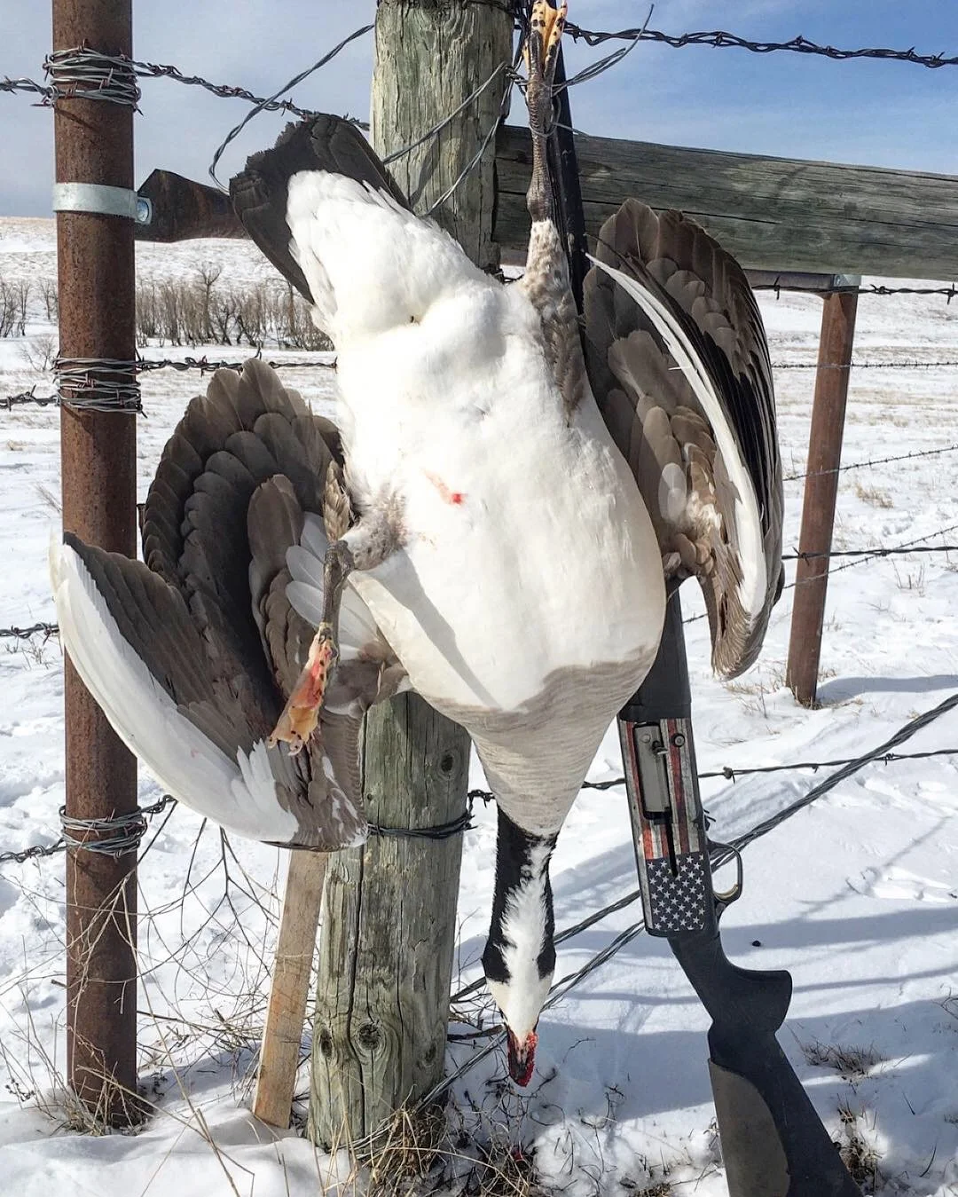 The Hunt for "Quill Lake Geese" Split Reed