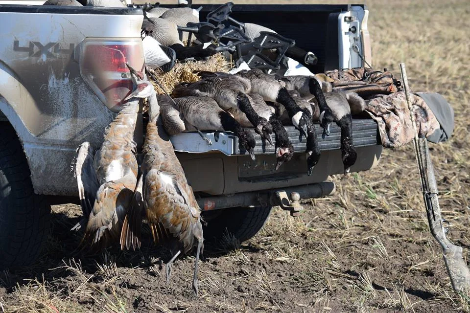 Simple Split Reed Sandhill Steaks Split Reed