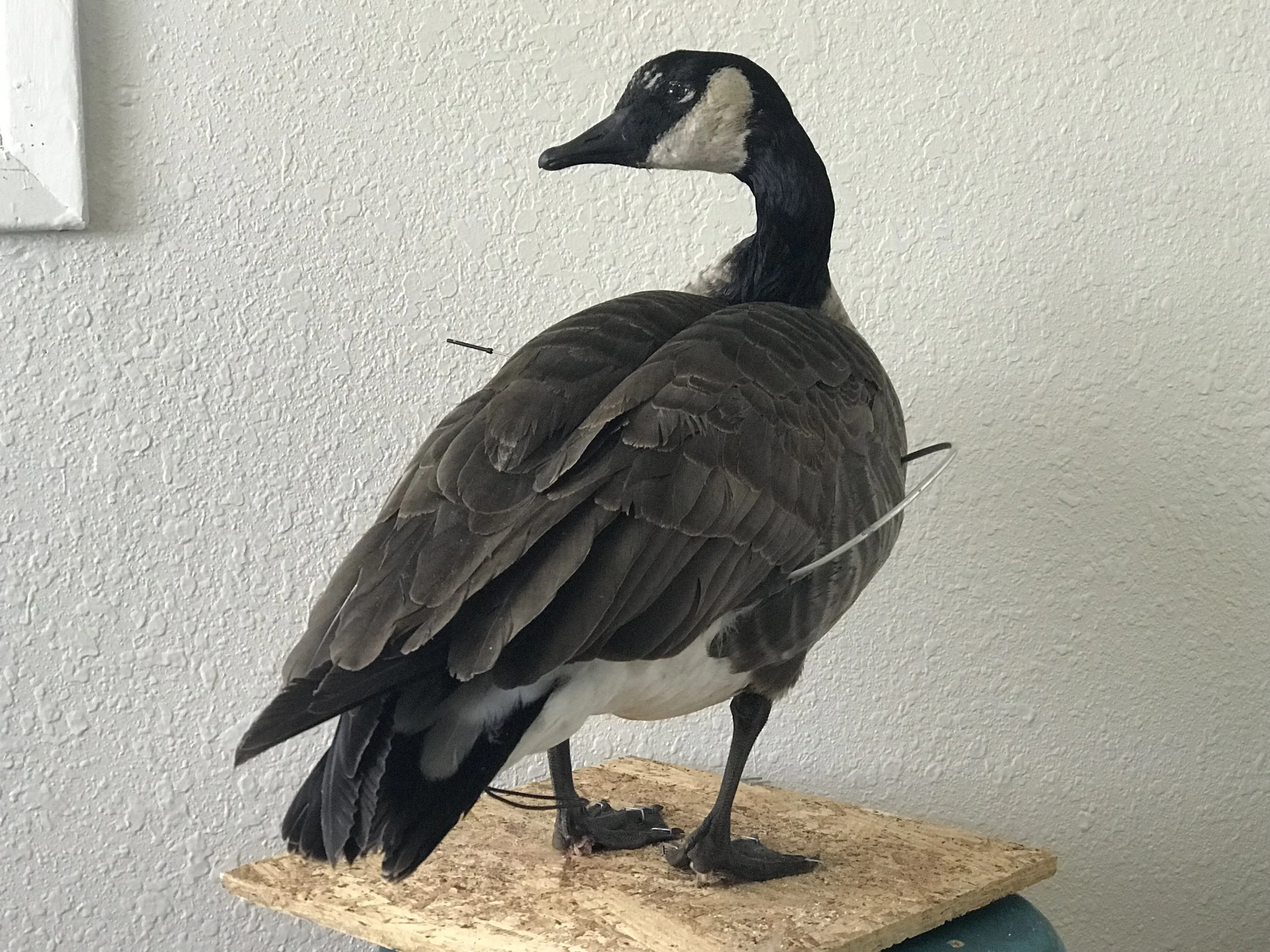Split Reed Goose Mikes Goose Stuffer 'Recipe' - Split Reed