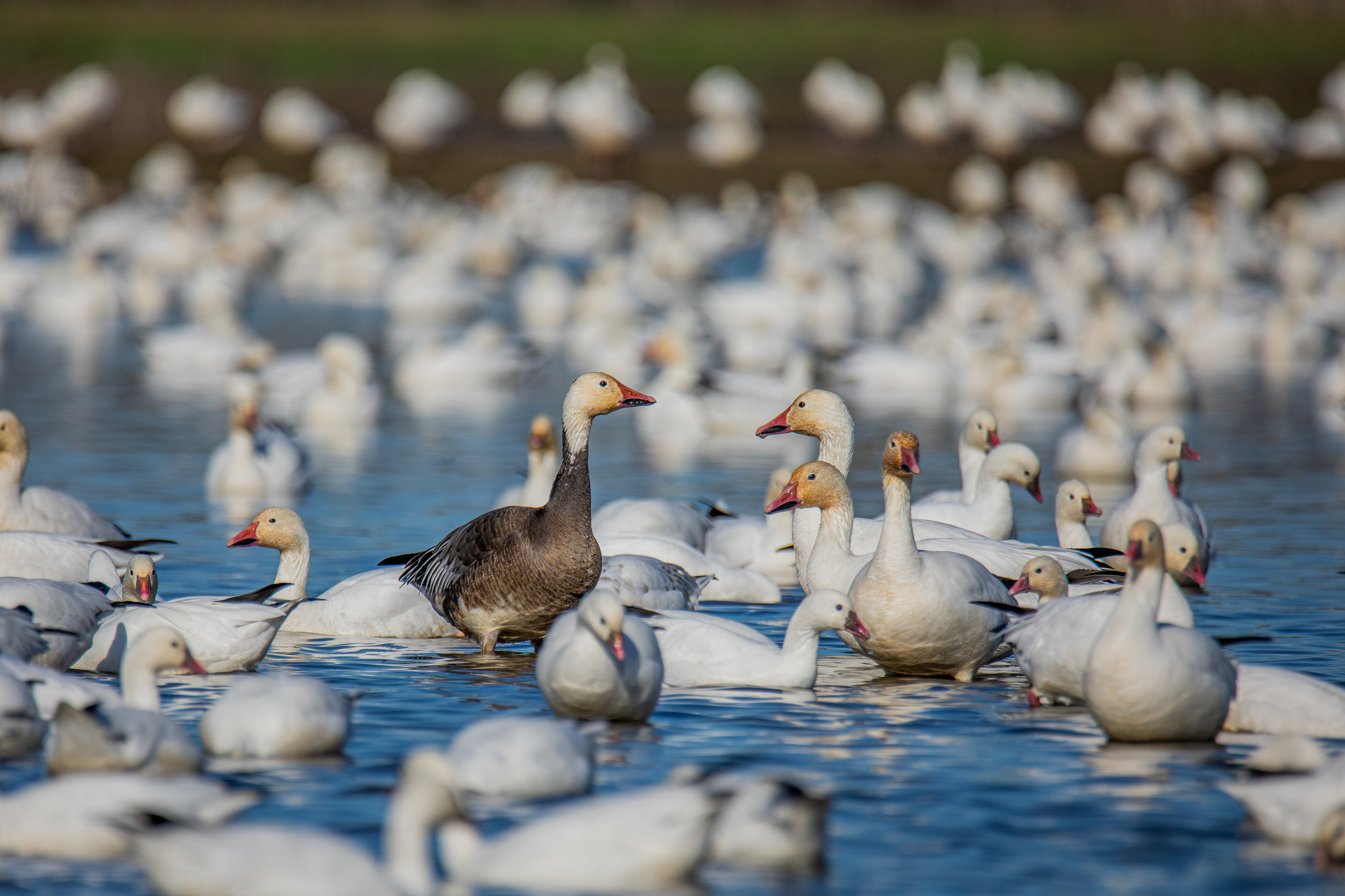 Split Reed Goose 2019 Light Goose Population Survey Summary - Split Reed