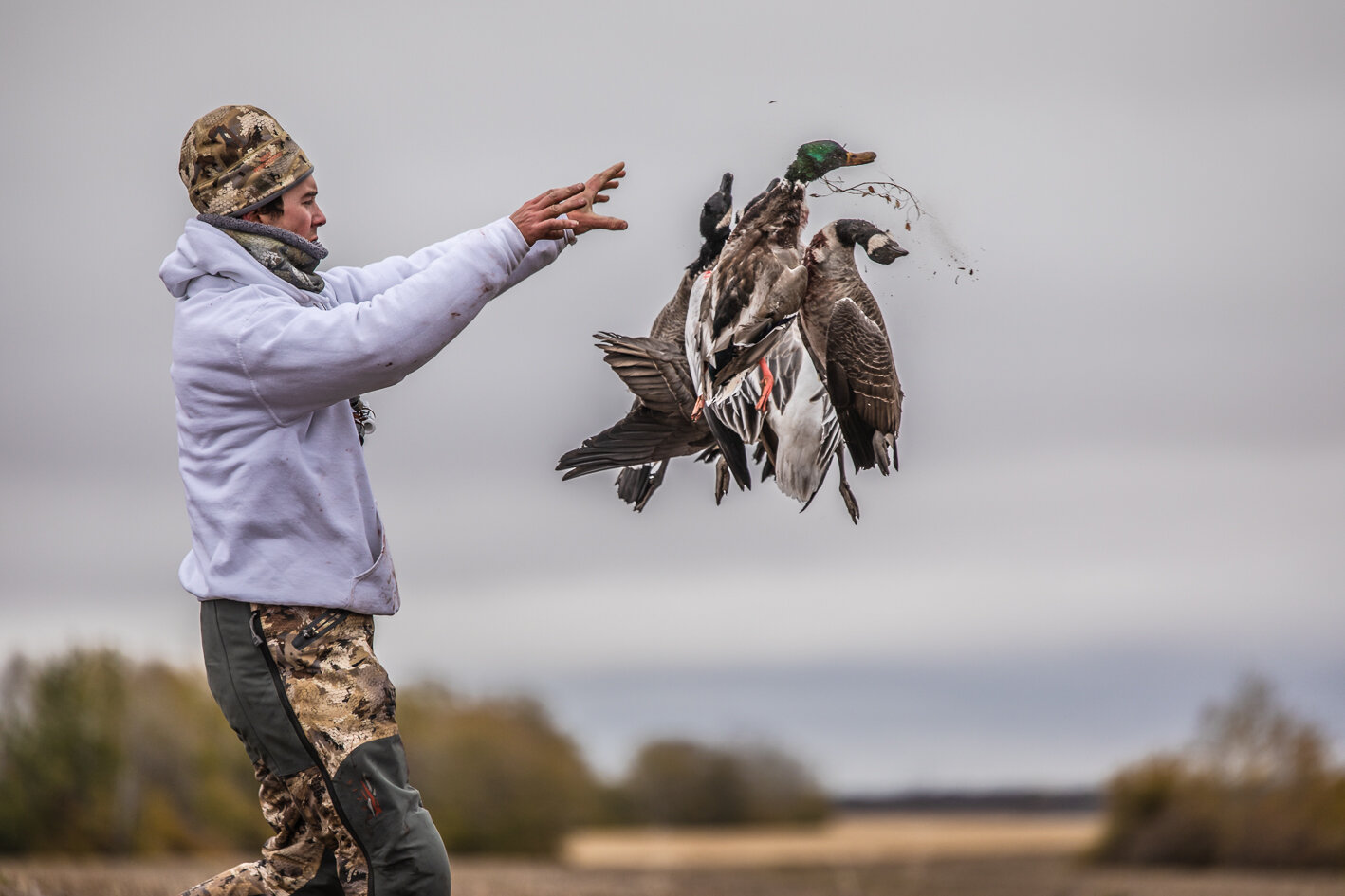 Transporting Harvested Ducks and Geese from Canada to the US - Split Reed