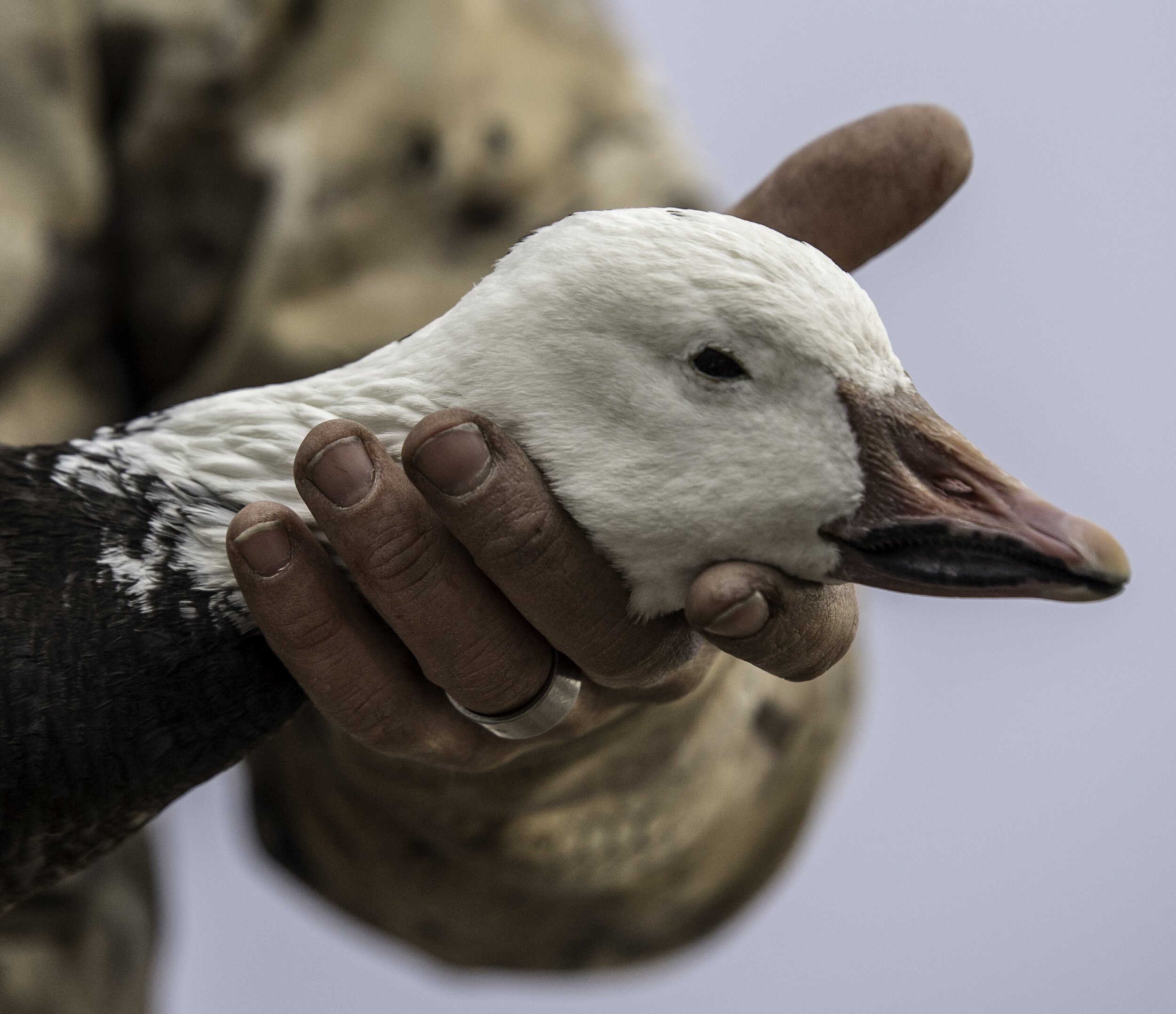 Split Reed Goose Beginners Guide to Snow Goose Hunting - Split Reed