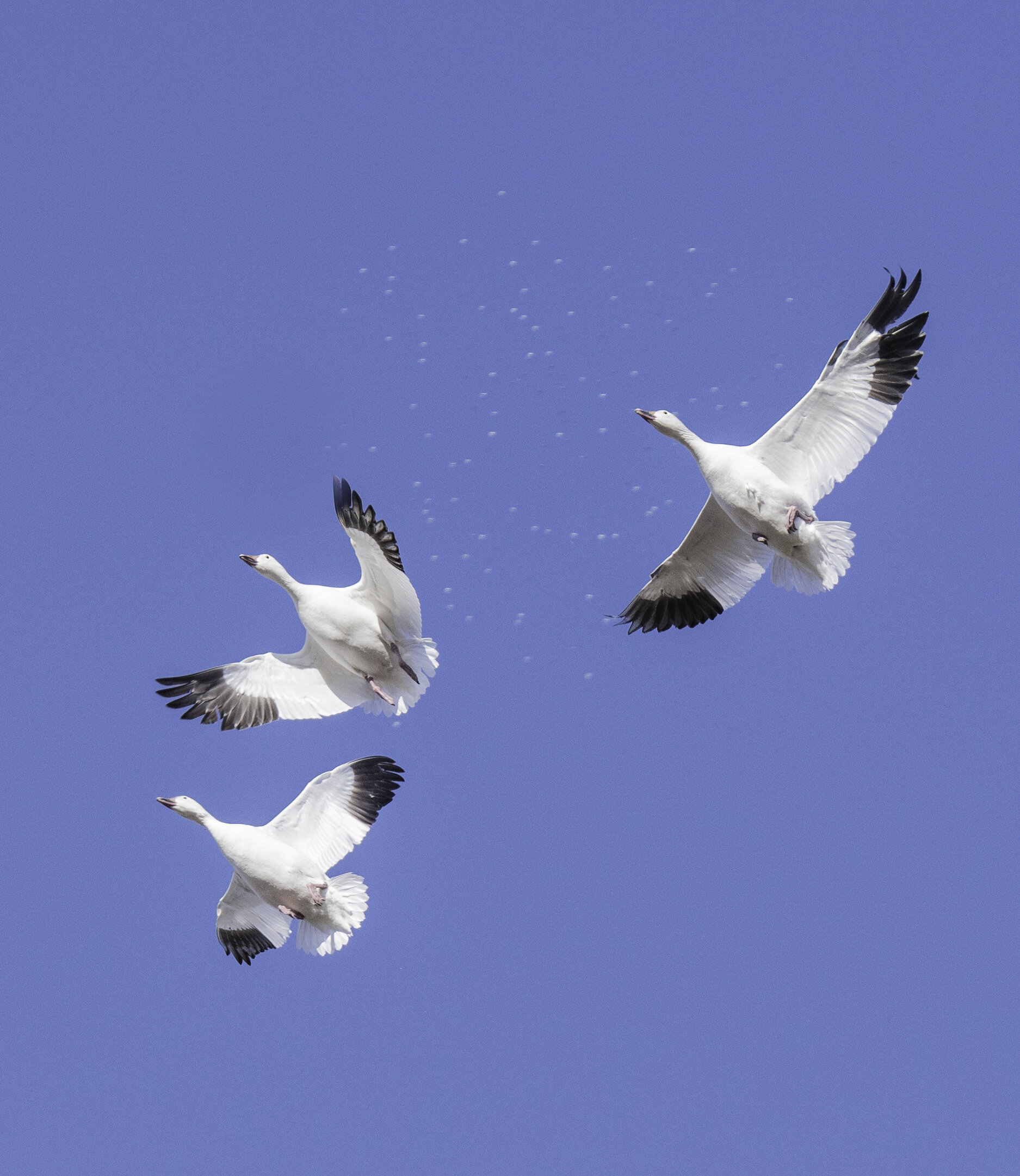 Split Reed Goose Beginners Guide to Snow Goose Hunting - Split Reed