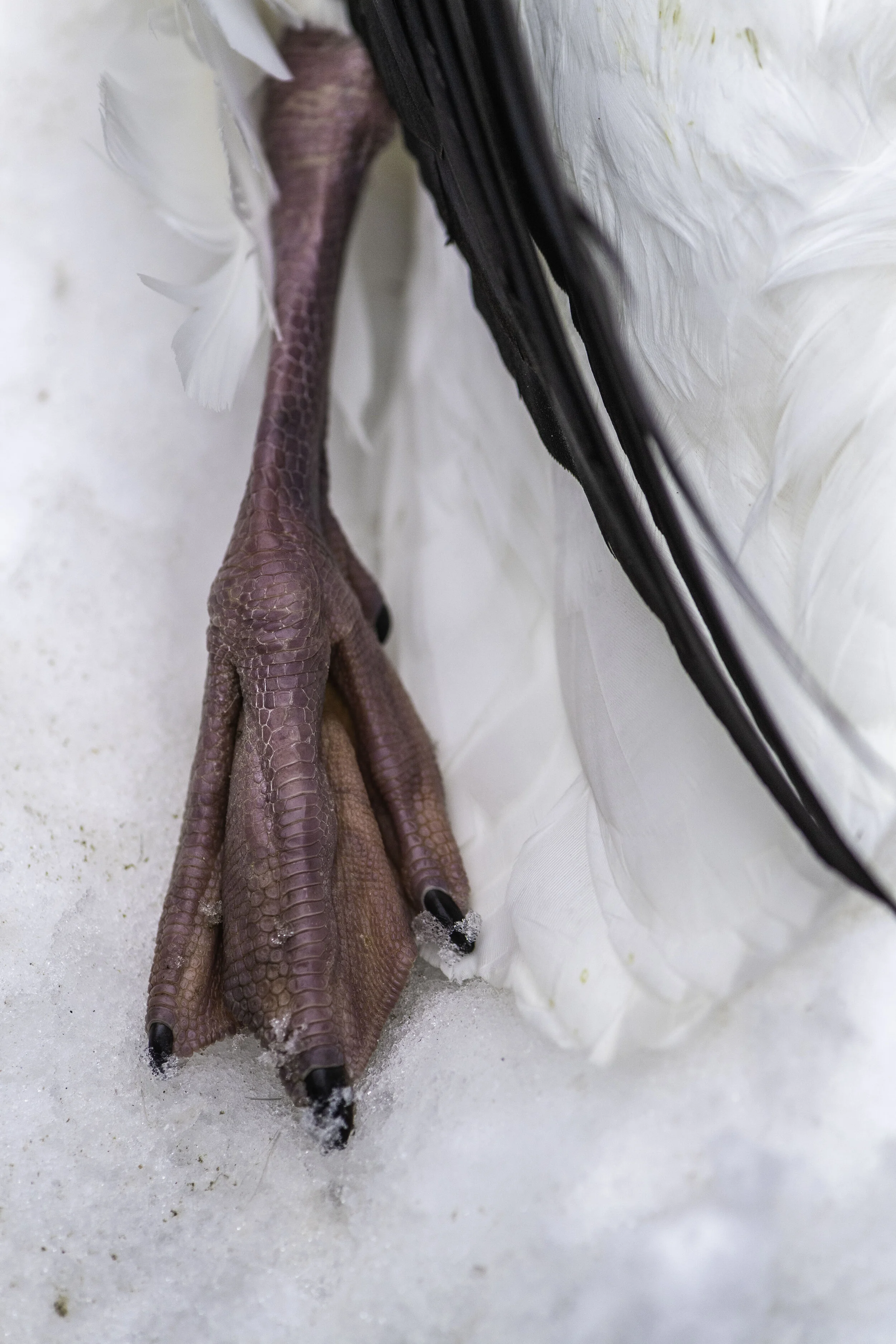 Split Reed Goose Beginners Guide to Snow Goose Hunting - Split Reed