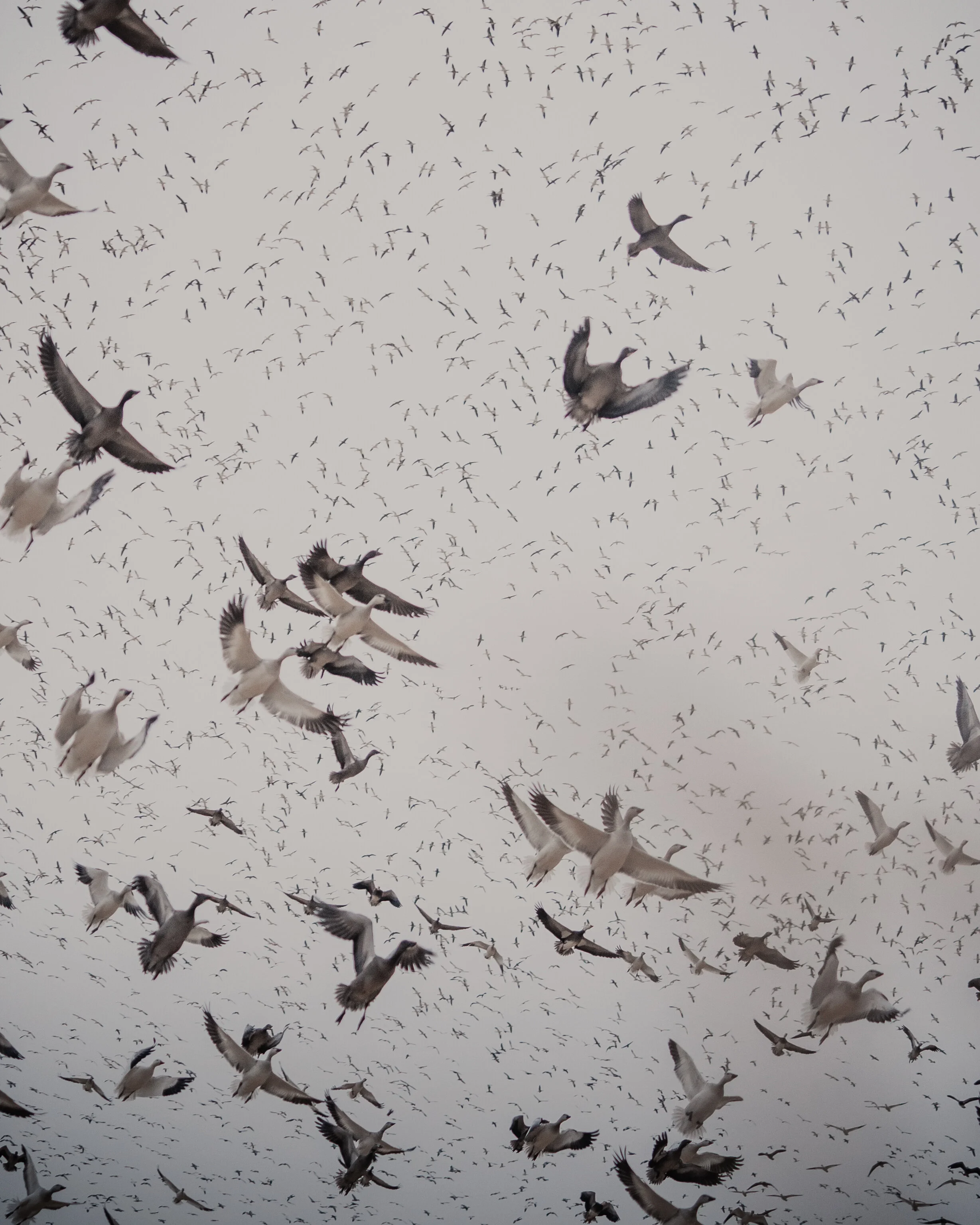 Split Reed Goose Snow Goose Hunting with Flatland Flyways - Split Reed