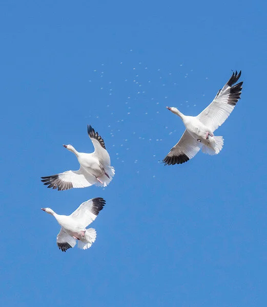 Snow Geese