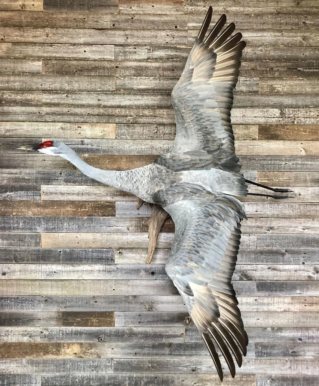Preference Taxidermy