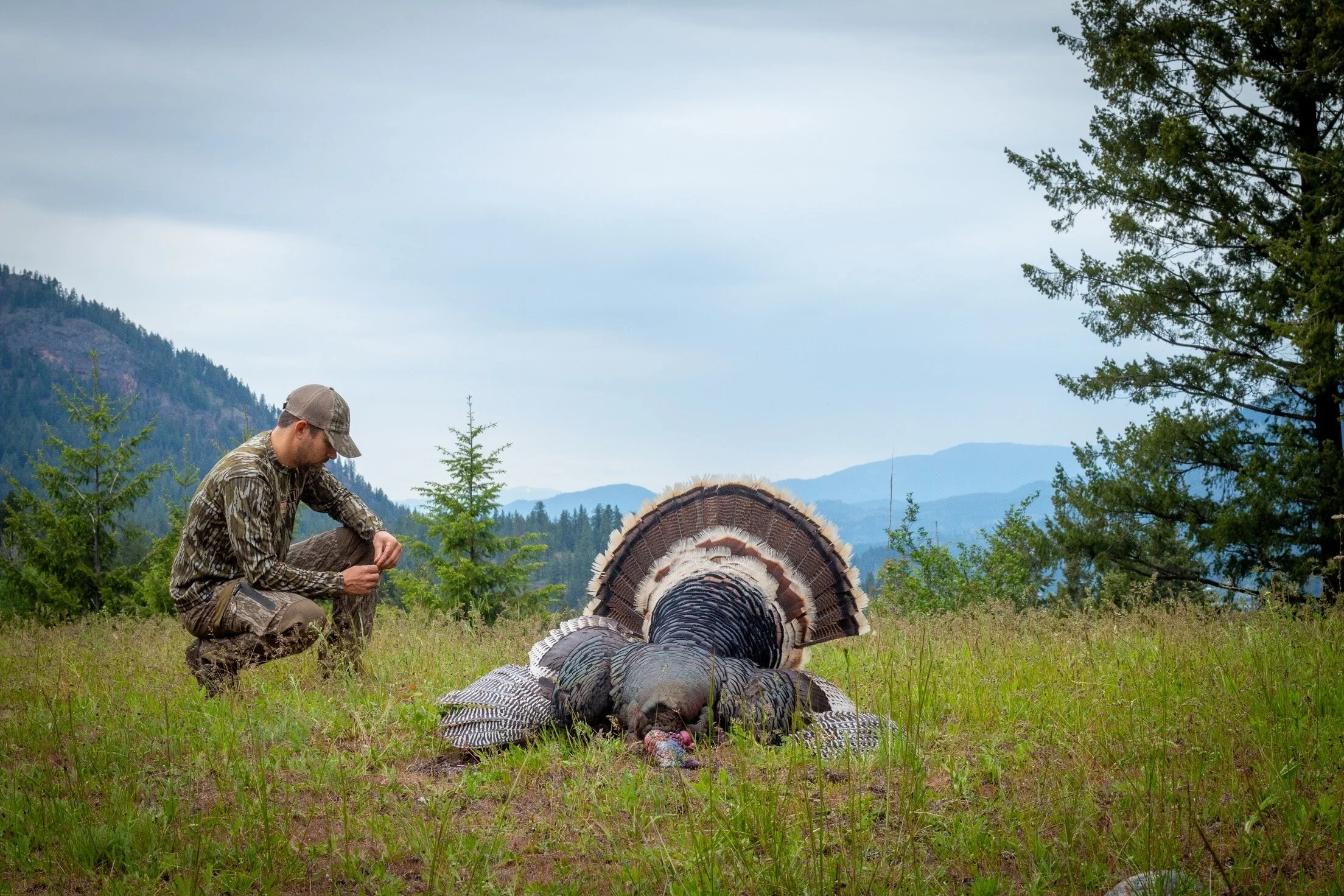 Split Reed Original Content. All Things Waterfowl