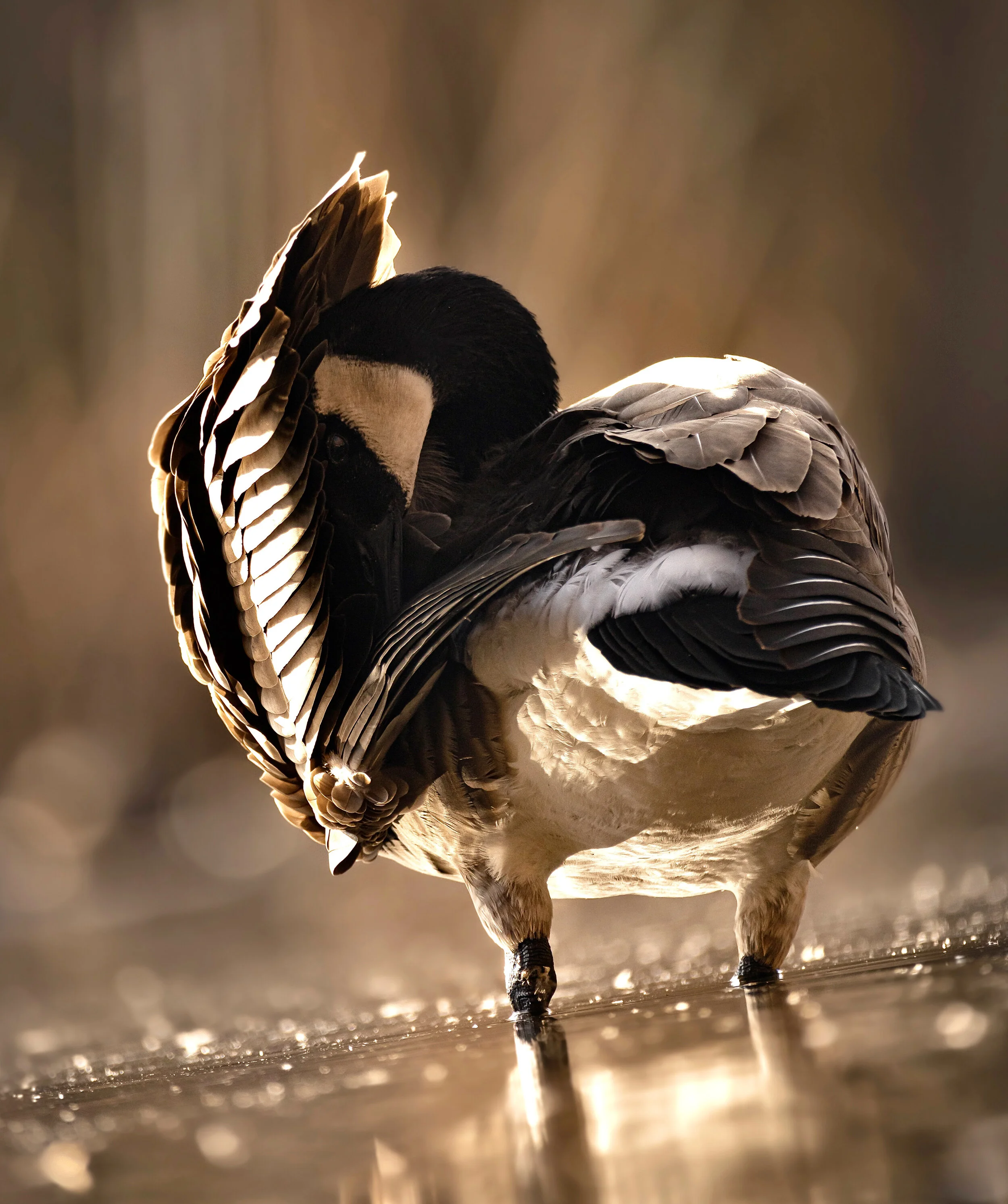 Waterfowl Reed 7 Tips for Better Waterfowl Photos - Split Reed