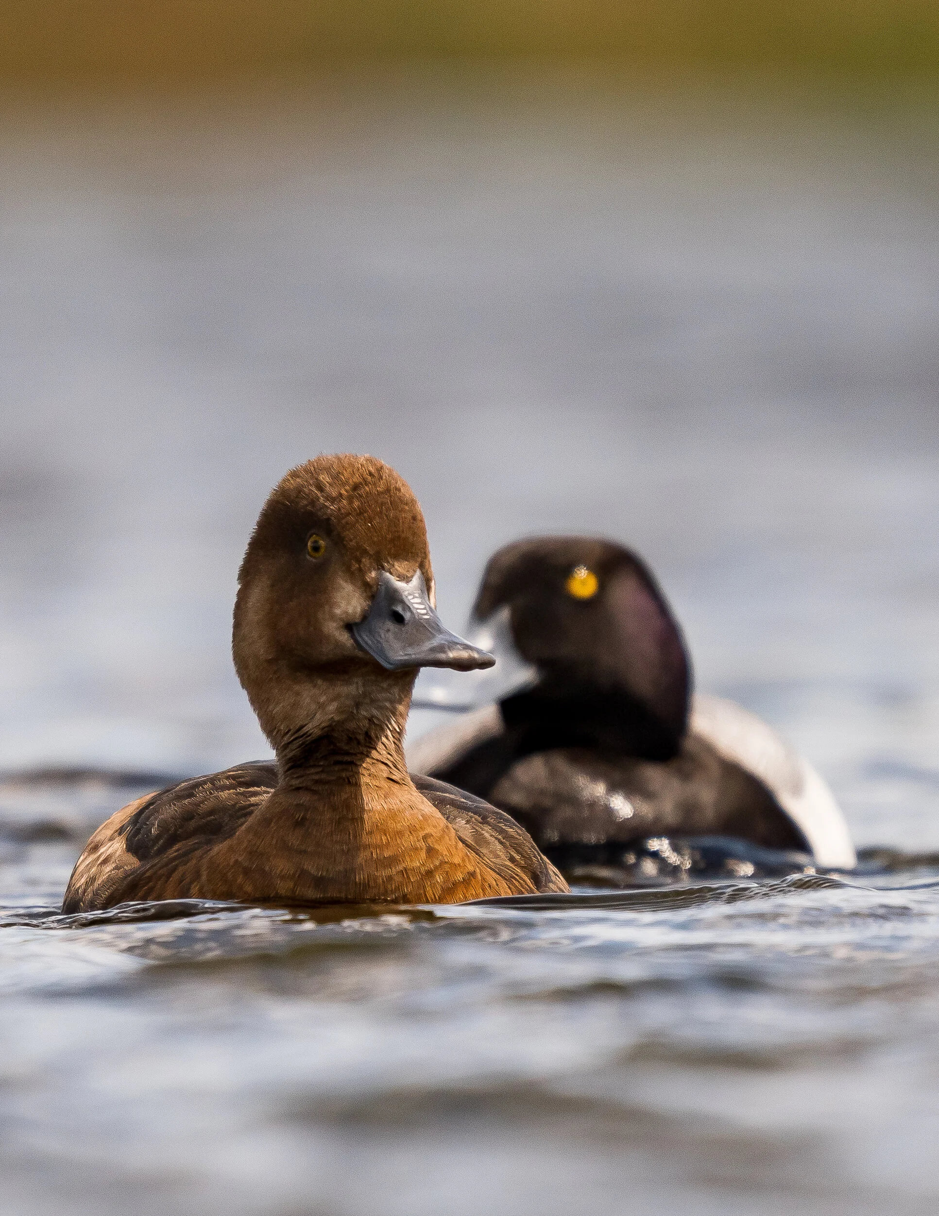 Waterfowl Reed 7 Tips for Better Waterfowl Photos - Split Reed