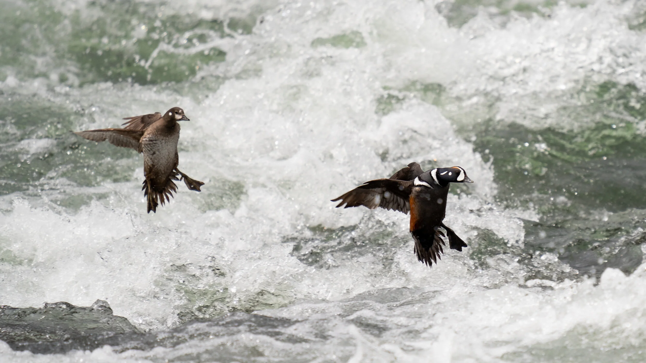 Waterfowl Reed 7 Tips for Better Waterfowl Photos - Split Reed