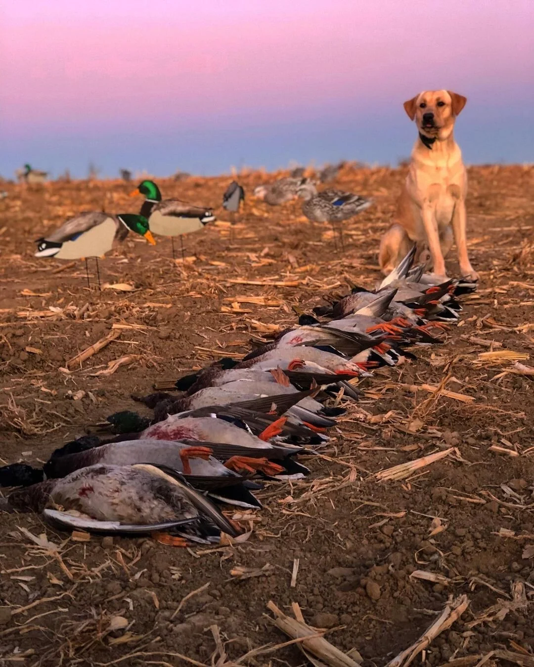 Mallard field hunt with Front Range Guide Service in Colorado
