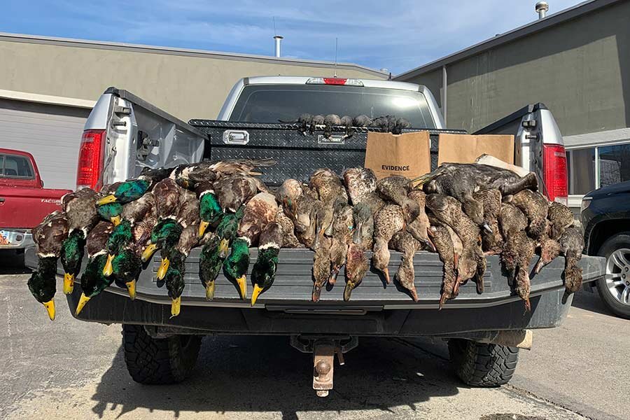 News Nearly 60 Waterfowl Wasted Split Reed