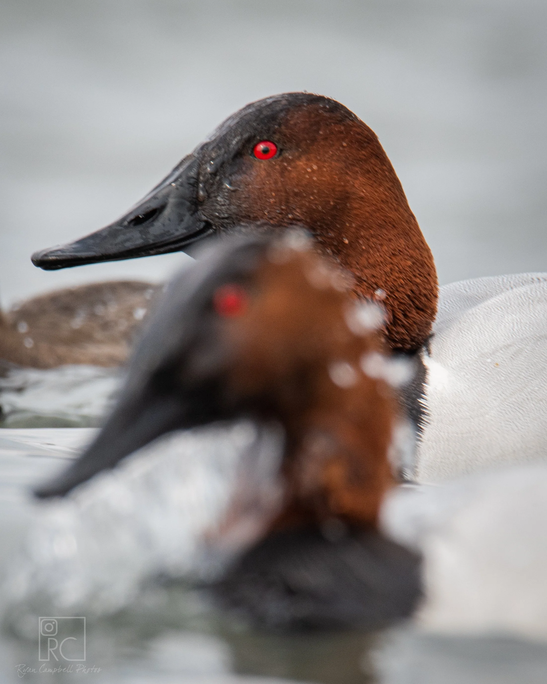 Lake Seminole Canvasbacks Split Reed