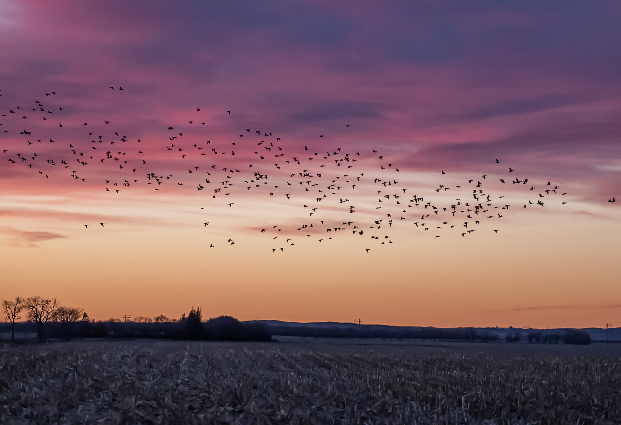 Mouse River Outfitters - Guided Waterfowl Hunting in North Dakota