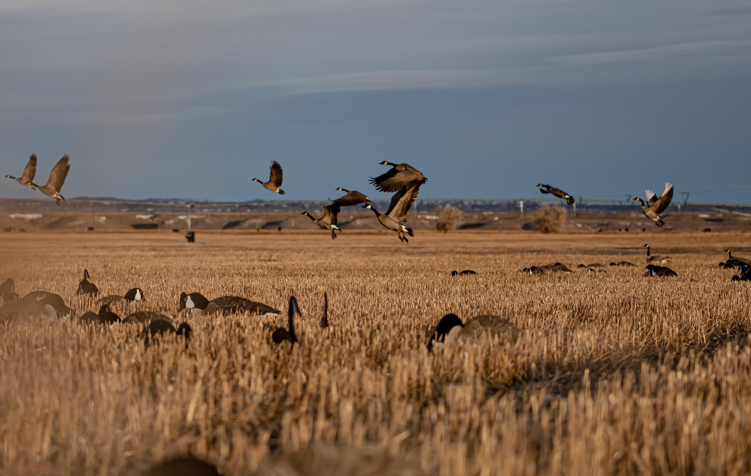 The Hunt for "Quill Lake Geese" Split Reed