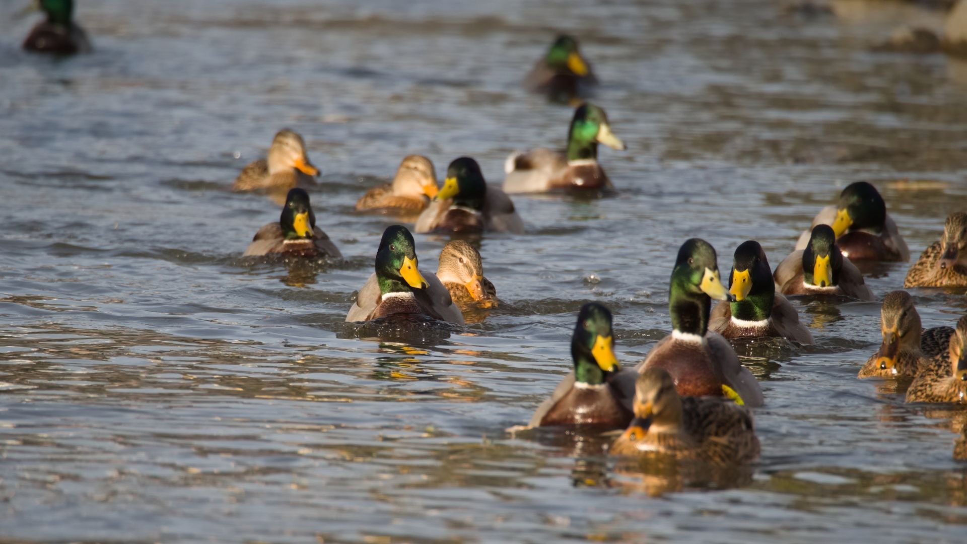 Mastering the River Dance: The Best Tips and Duck Decoy Spreads for Rive