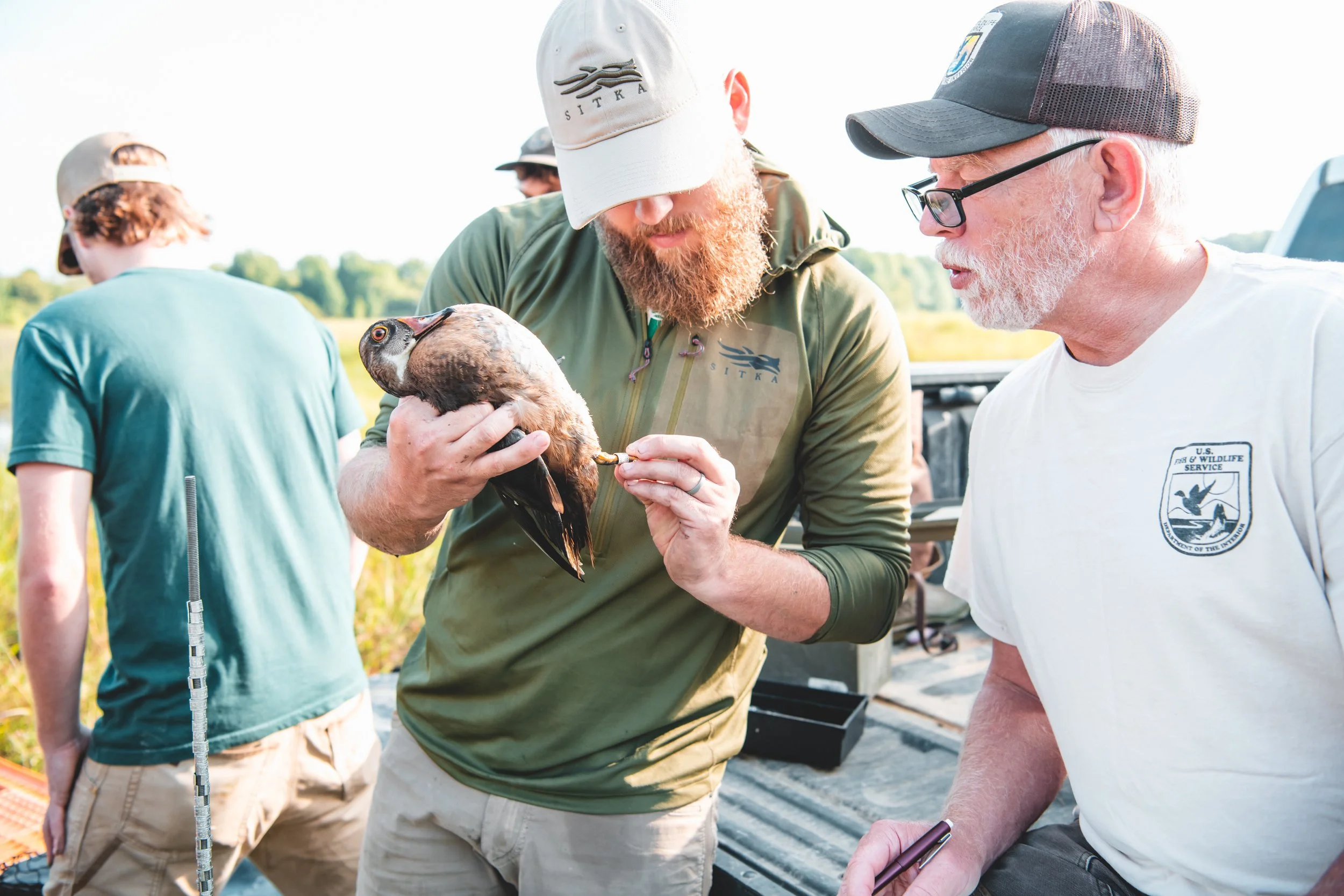 Knowledge is Power Waterfowl Research Split Reed