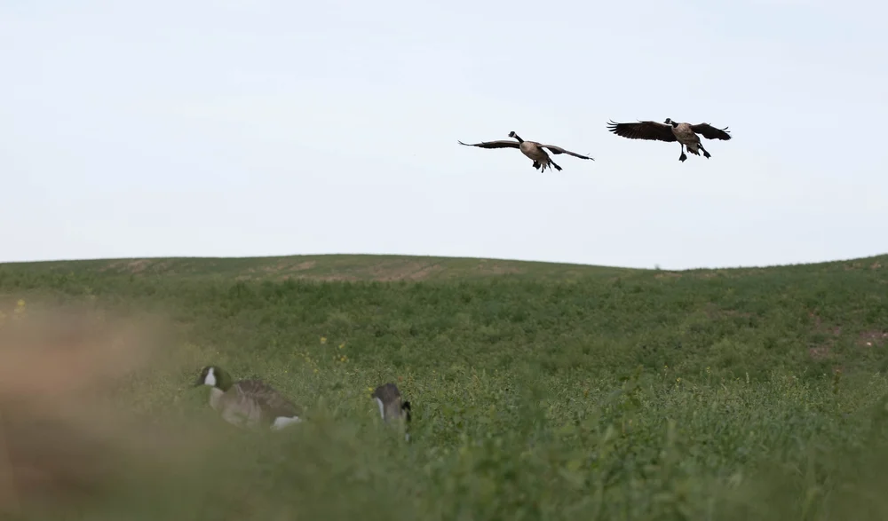 Split Reed Goose Gearing up for Early Season Goose - Split Reed