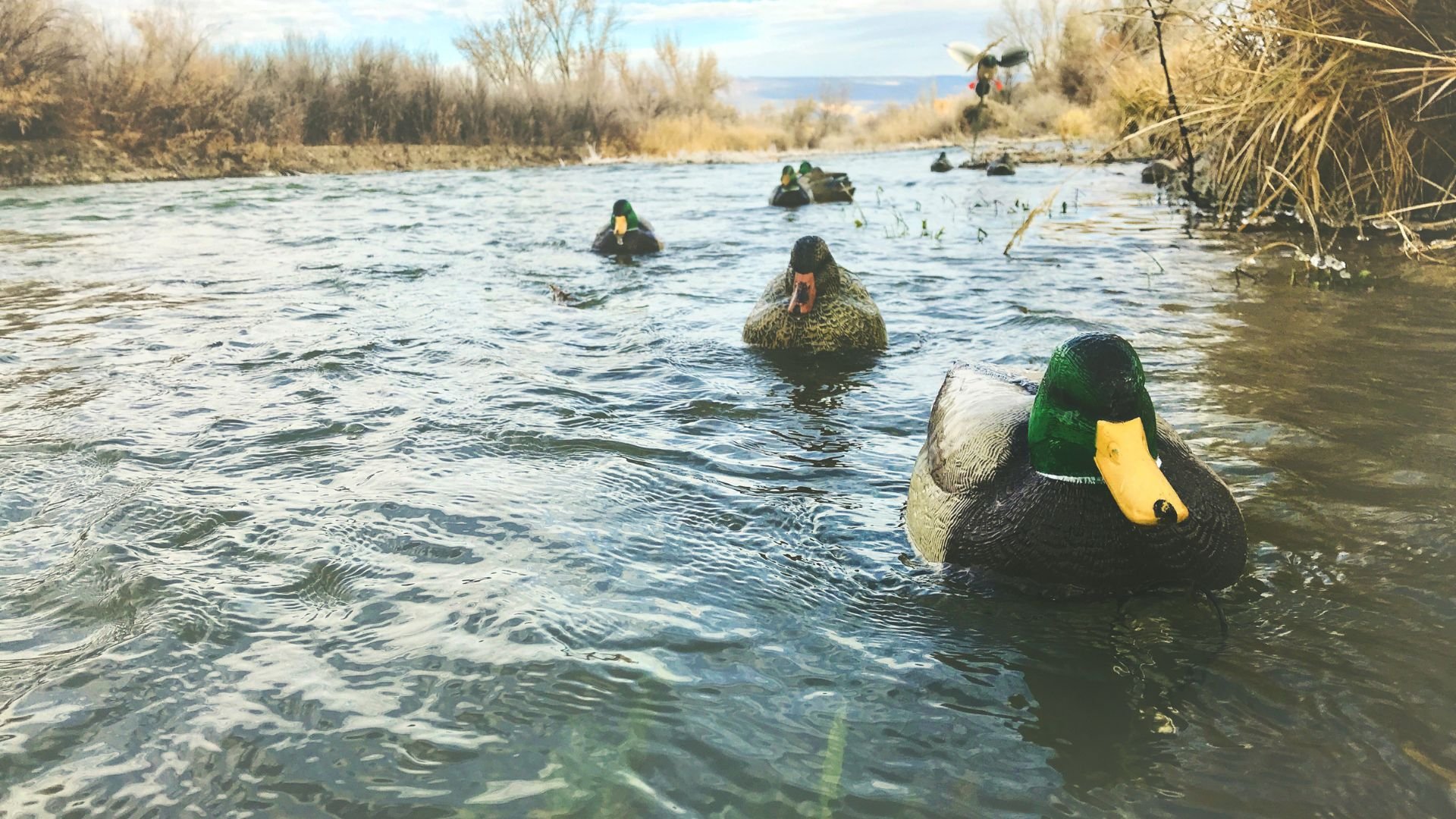 Mastering the River Dance: The Best Tips and Duck Decoy Spreads