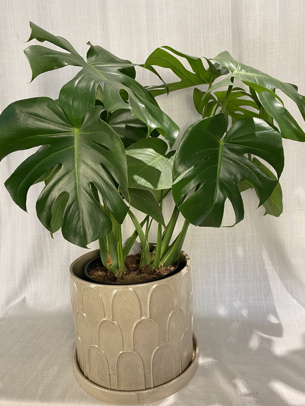 Large Tropical Plant  Willow Flower Co.