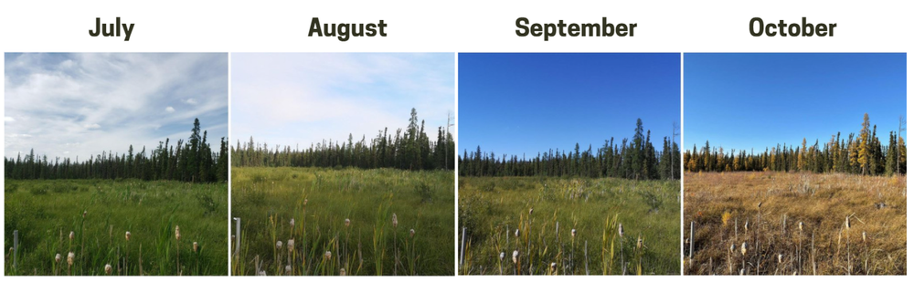 Vegetation Inventory — Boreal Wetland Centre