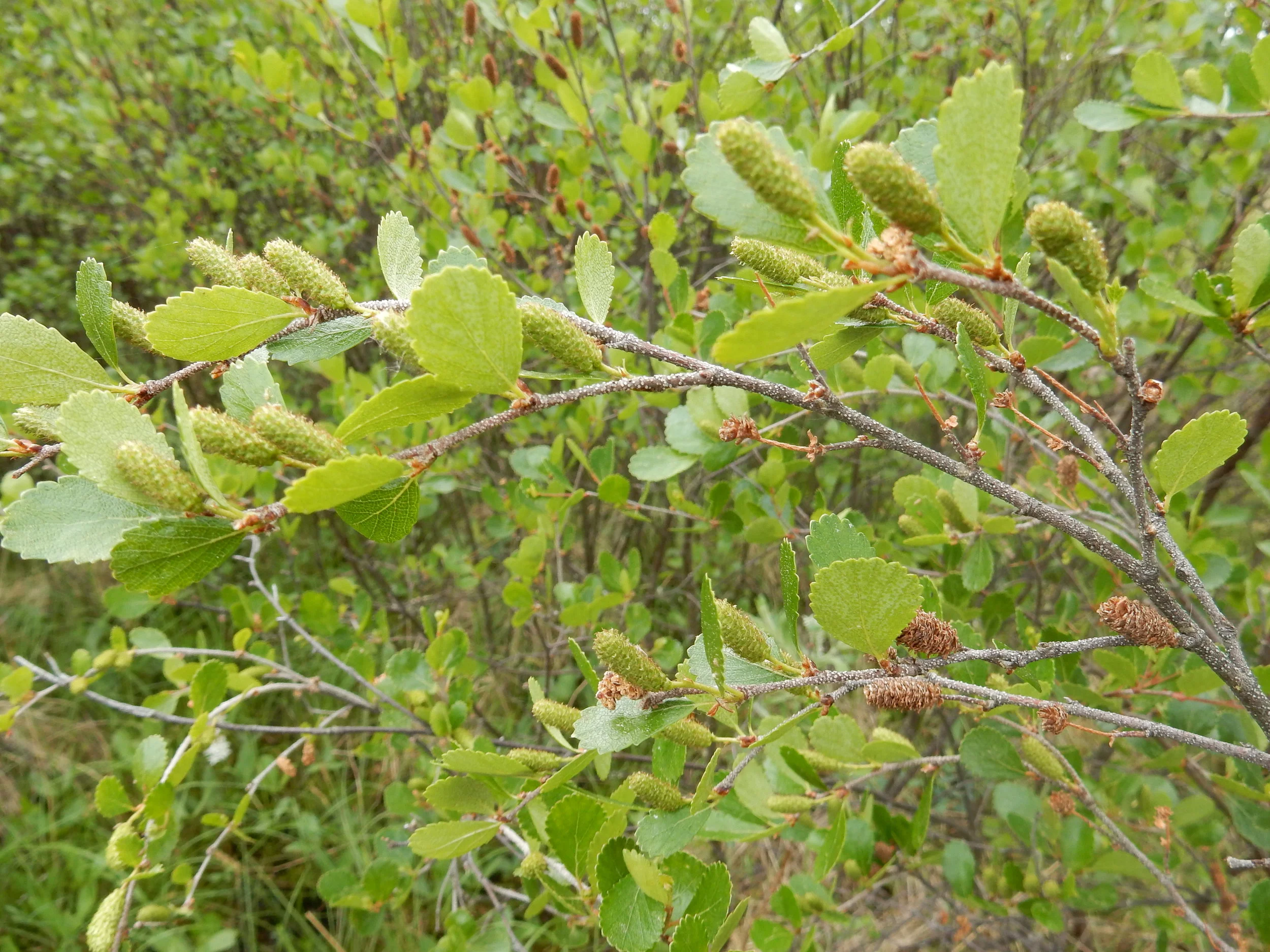 BogBirch_5_30_18.JPG