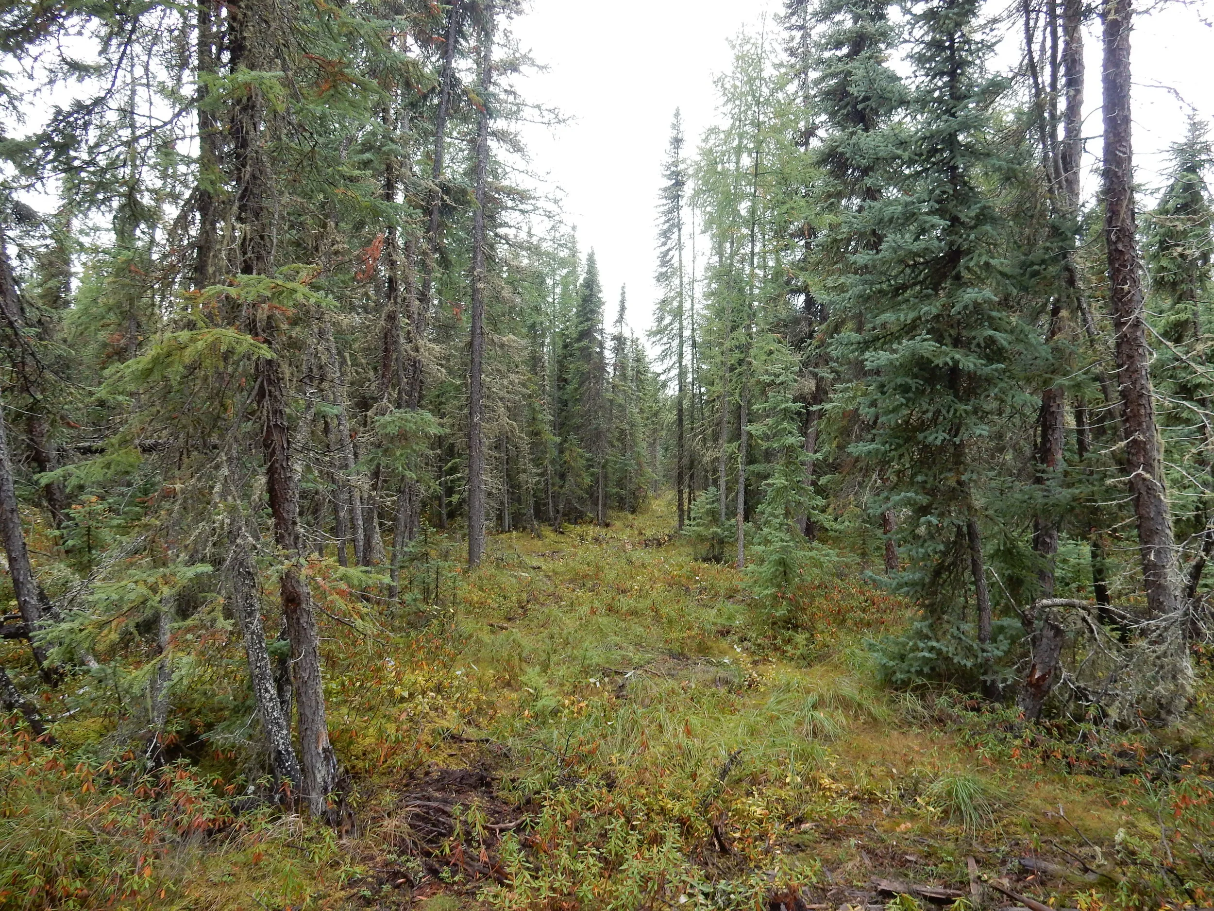 Seismic Line_20_9_2018.JPG