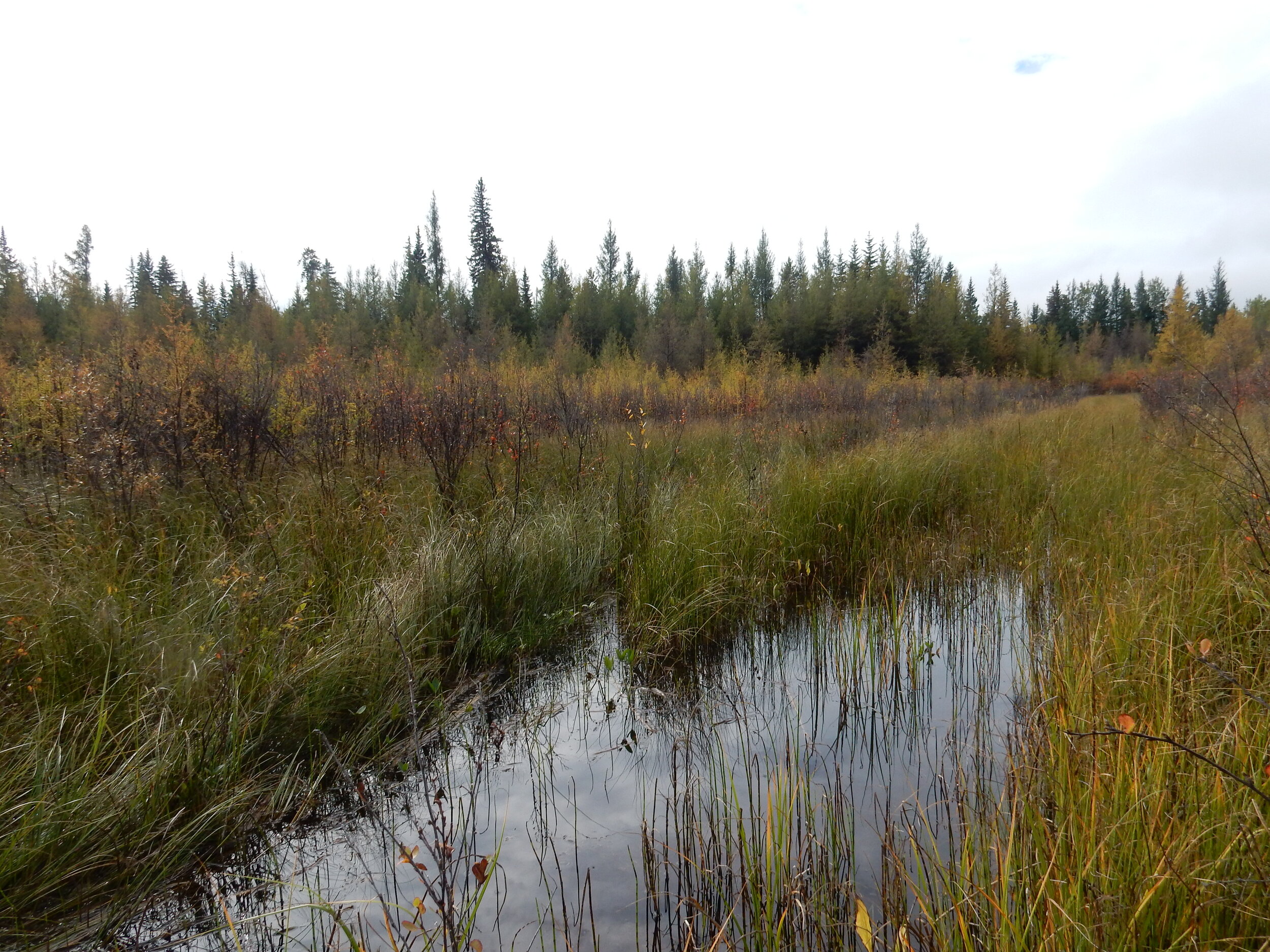  Extremely wet graminoid fen (foreground), seen in behind is the transition to a shrubby fen, tamarack swamp, and upland ridge. 