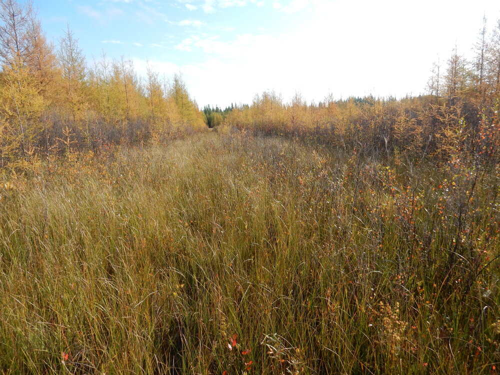  Changing fall colours of tamarack and bog birch 