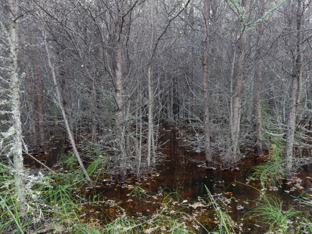  Tamarack swamp with saturated soils 