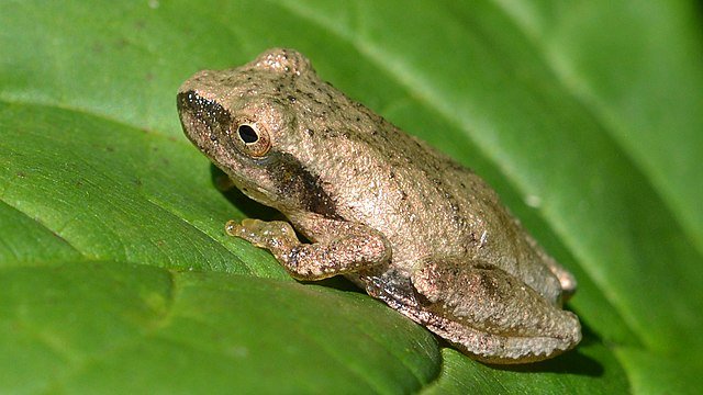 Spring_Peeper_(Pseudacris_crucifer)_-_Guelph,_Ontario_06.jpg